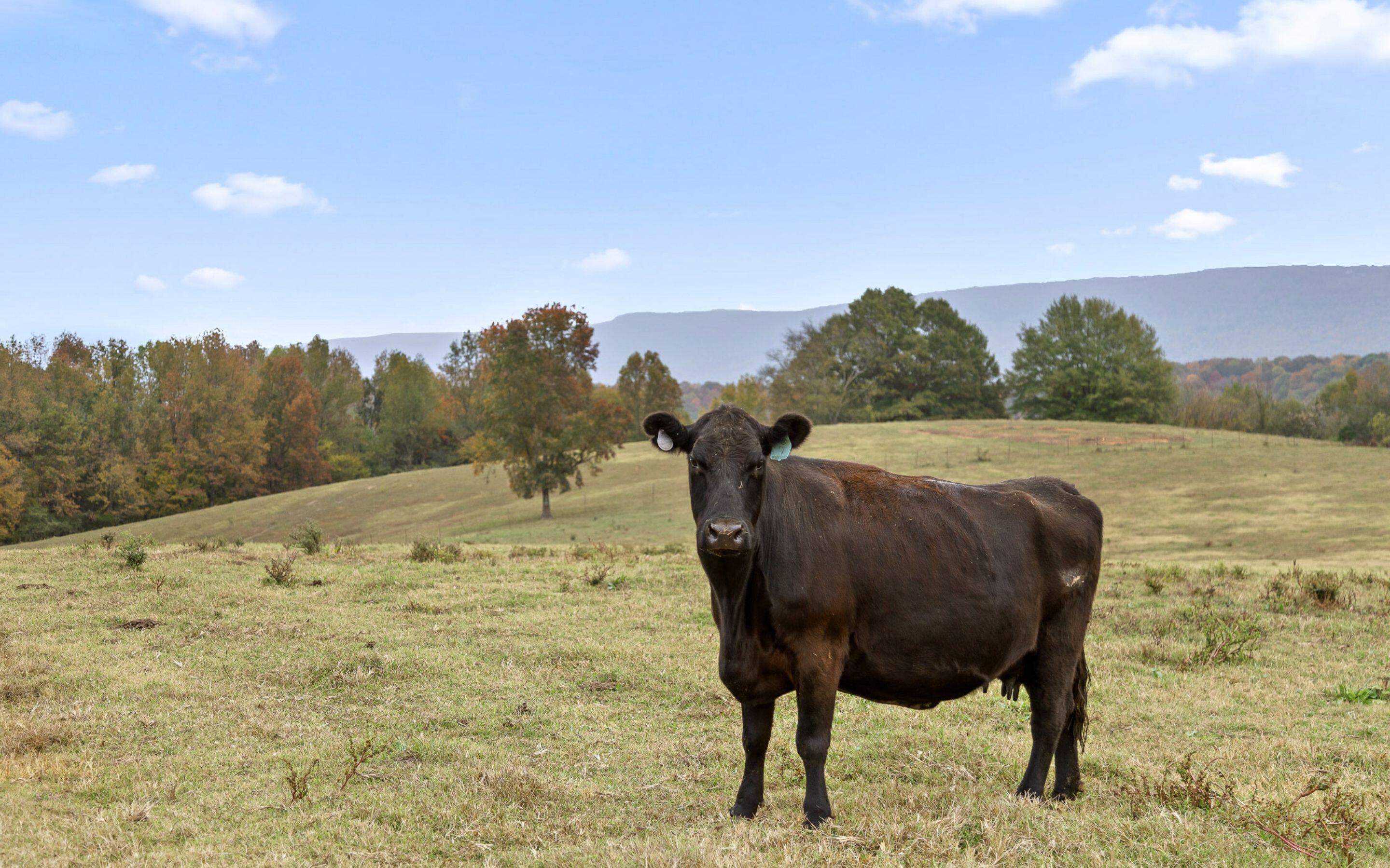530 Sweetwater Road, Whitwell, Tennessee image 11