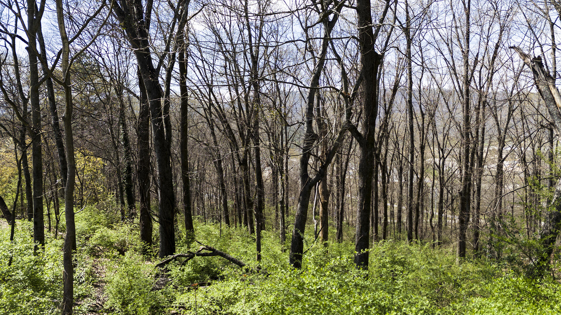 269 Whitehall Road, Chattanooga, Tennessee image 10