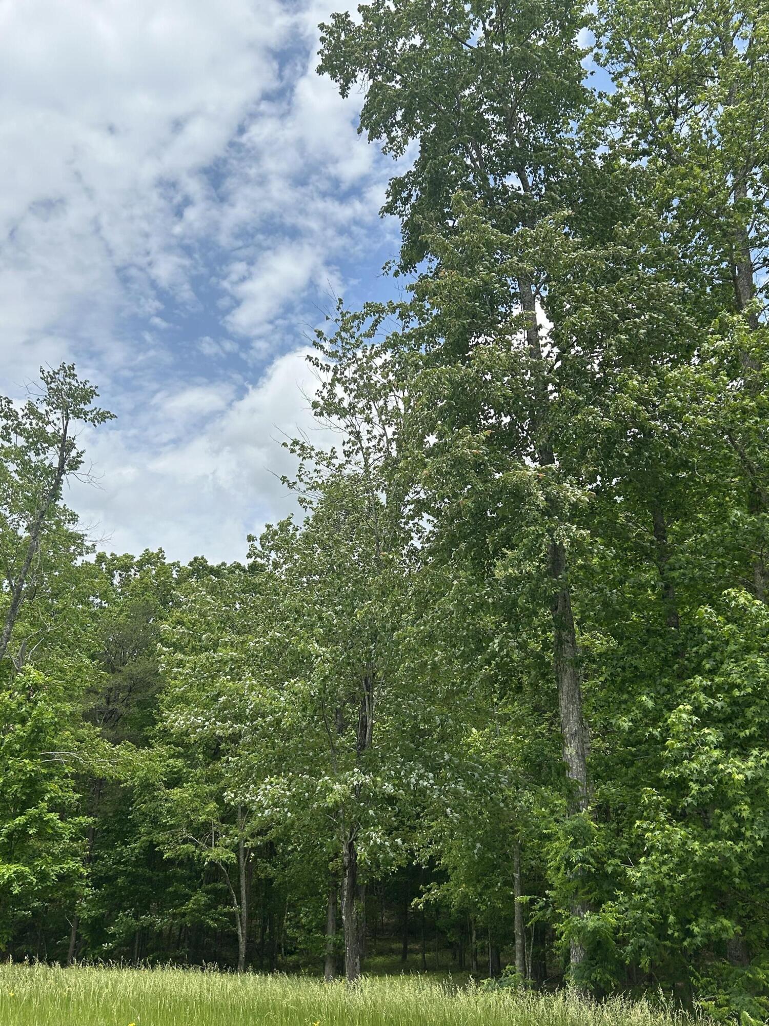 284 Jasper Creek Court Ct #-239, Jasper, Tennessee image 20