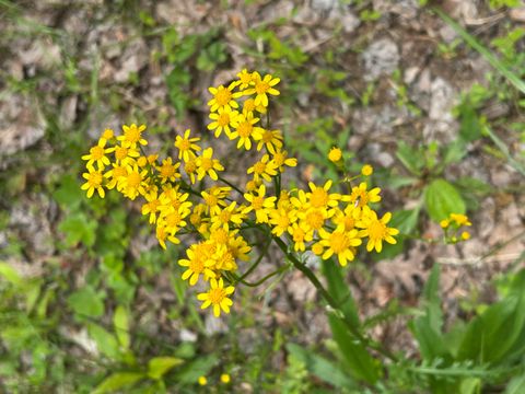 Tiny photo for 284 Jasper Creek Court Ct, Jasper, TN 37347 (MLS # 1513095)