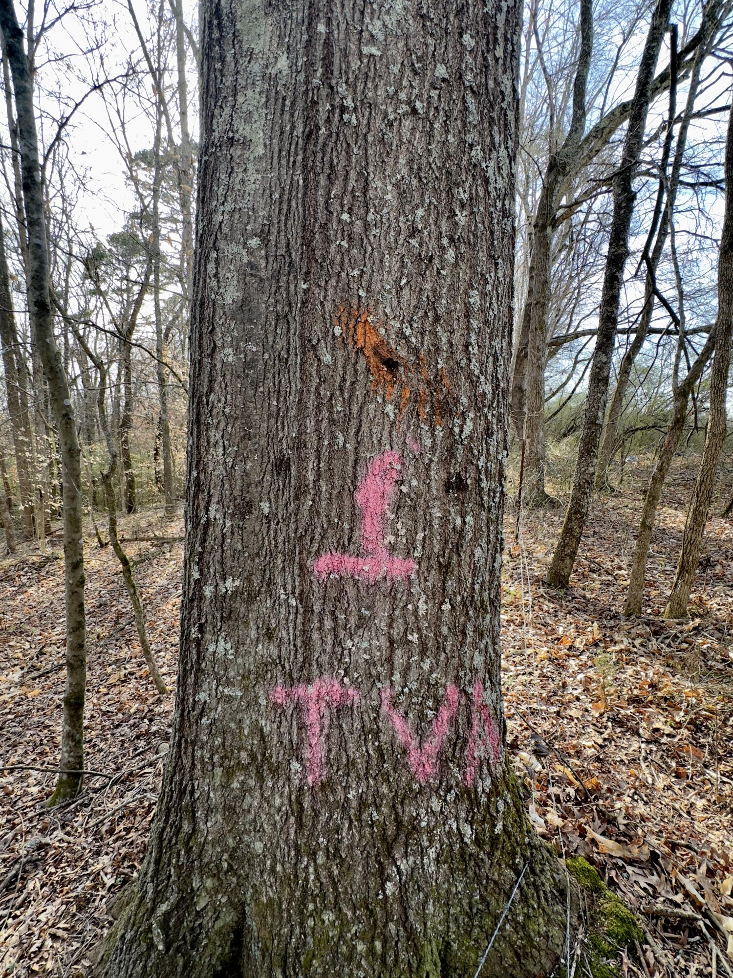 Maple Springs Rd Road, Dayton, Tennessee image 15