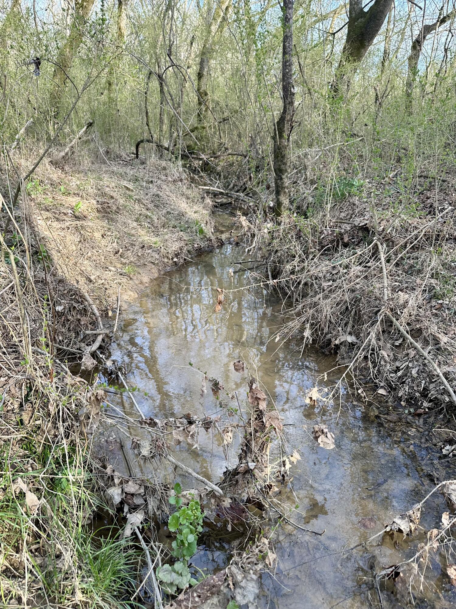 Maple Springs Rd Road, Dayton, Tennessee image 19