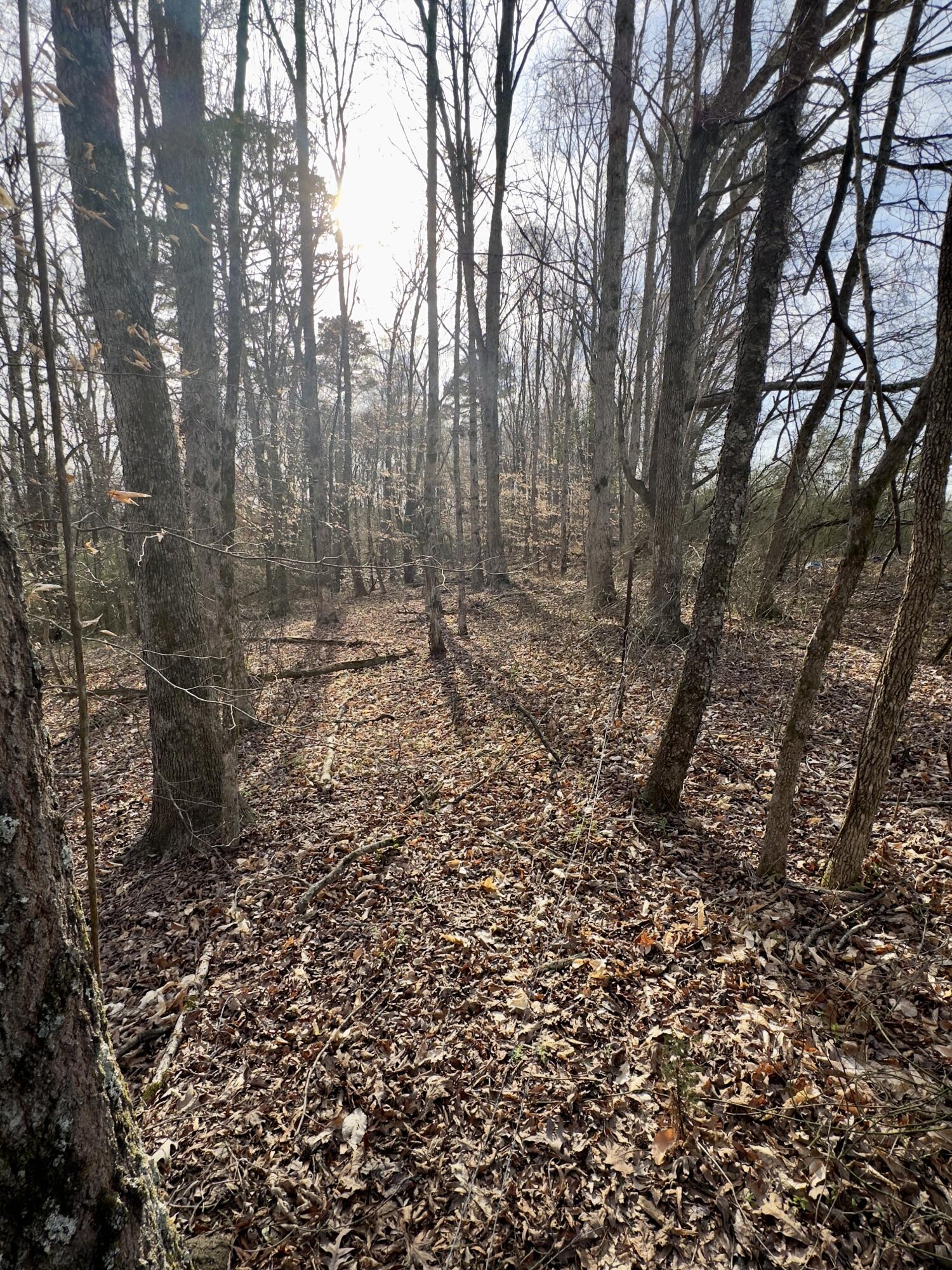 Maple Springs Rd Road, Dayton, Tennessee image 14