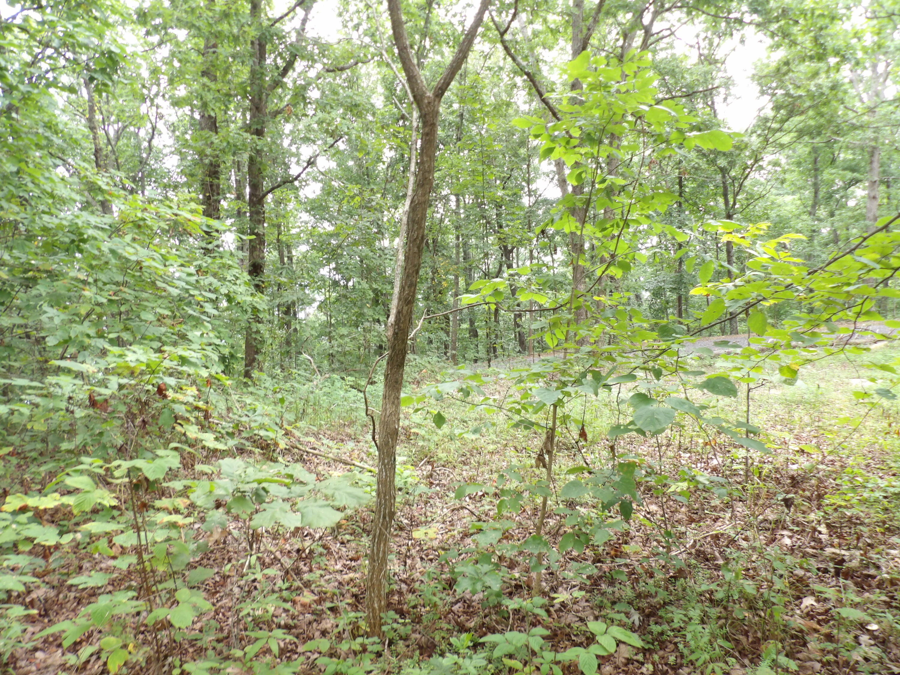 021 Porch Rock Road, Pikeville, Tennessee image 11