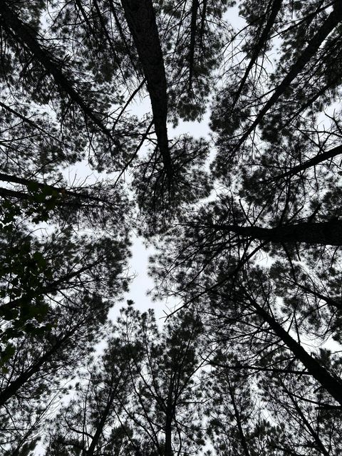 Tiny photo for 1771 Crockett Point, Jasper, TN 37347 (MLS # 1513111)