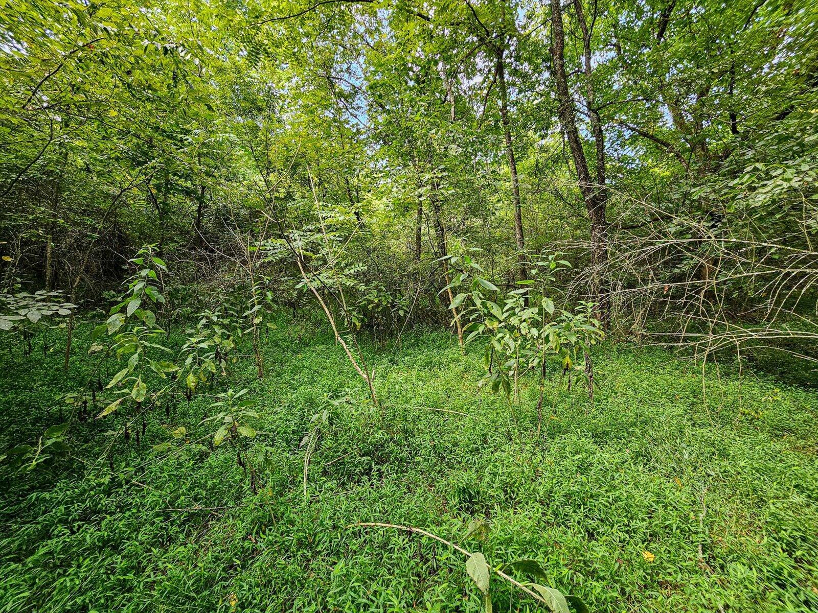 4617 Dalton Pike #LOT 12, Cleveland, Tennessee image 11