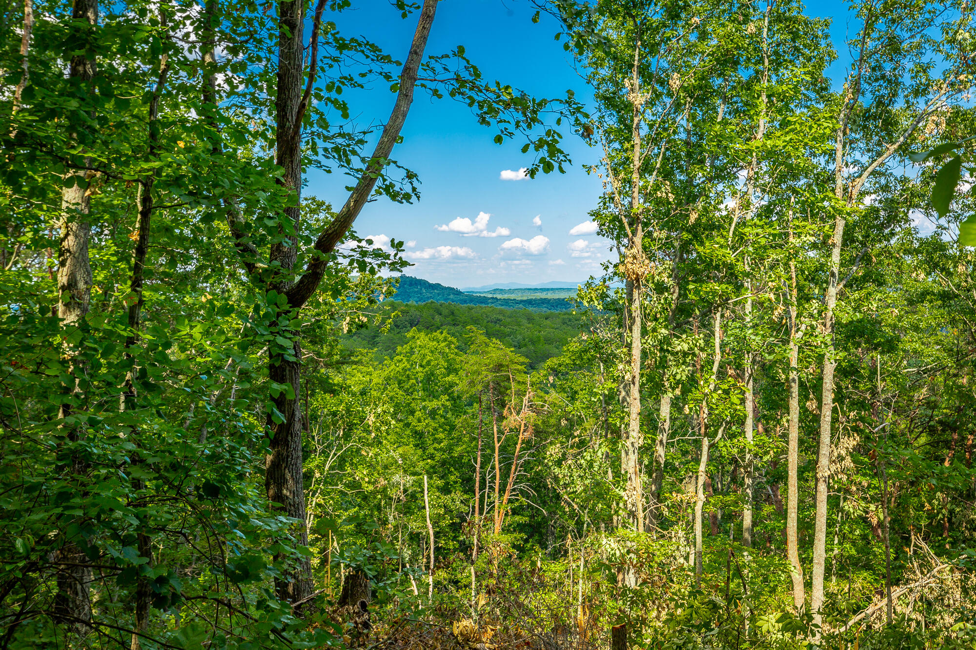 Clearview Drive #LOT 1, Ringgold, Georgia image 14