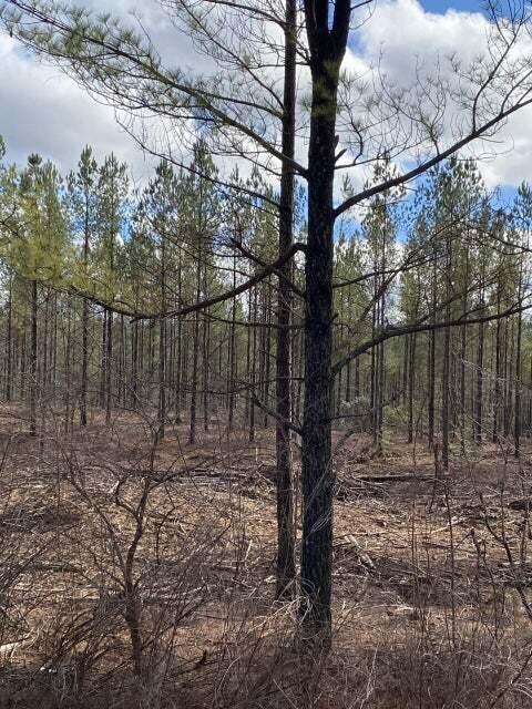 Lot 7 Thomas Springs Road #LOT 7, Crossville, Tennessee image 3