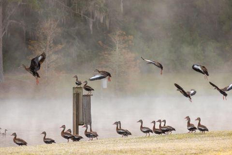 Tiny photo for 9700 Old Magnolia Road, Tallahassee, FL 32309 (MLS # 1526760)