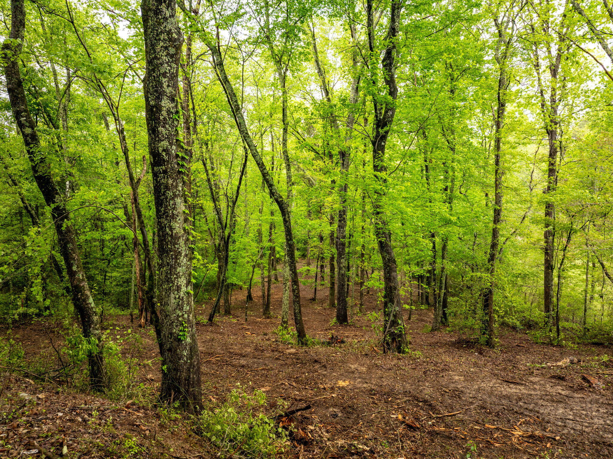 14009 Mt Annie Church Road