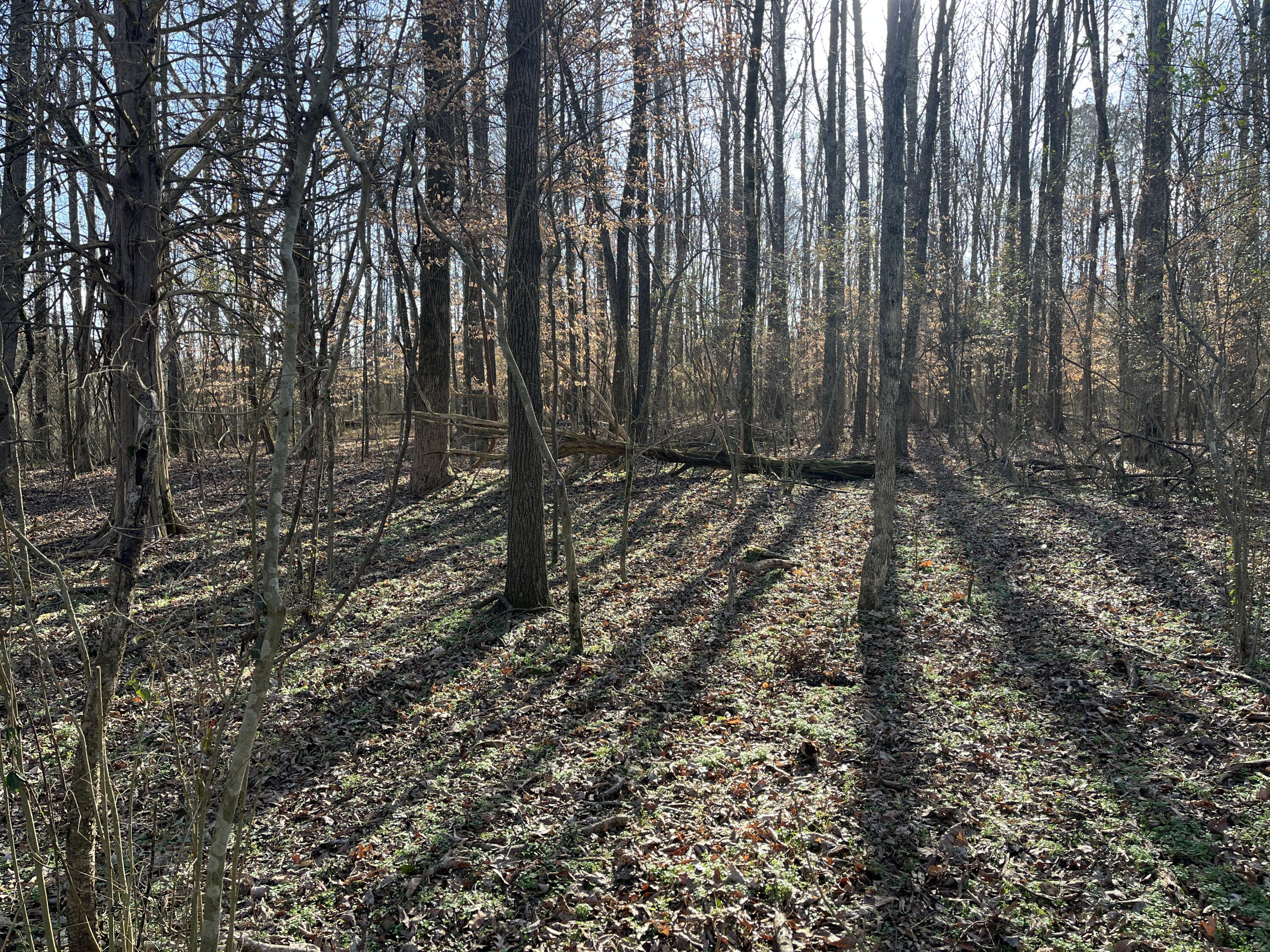 40 Acres Quinton Road, Rocky Face, Georgia image 13