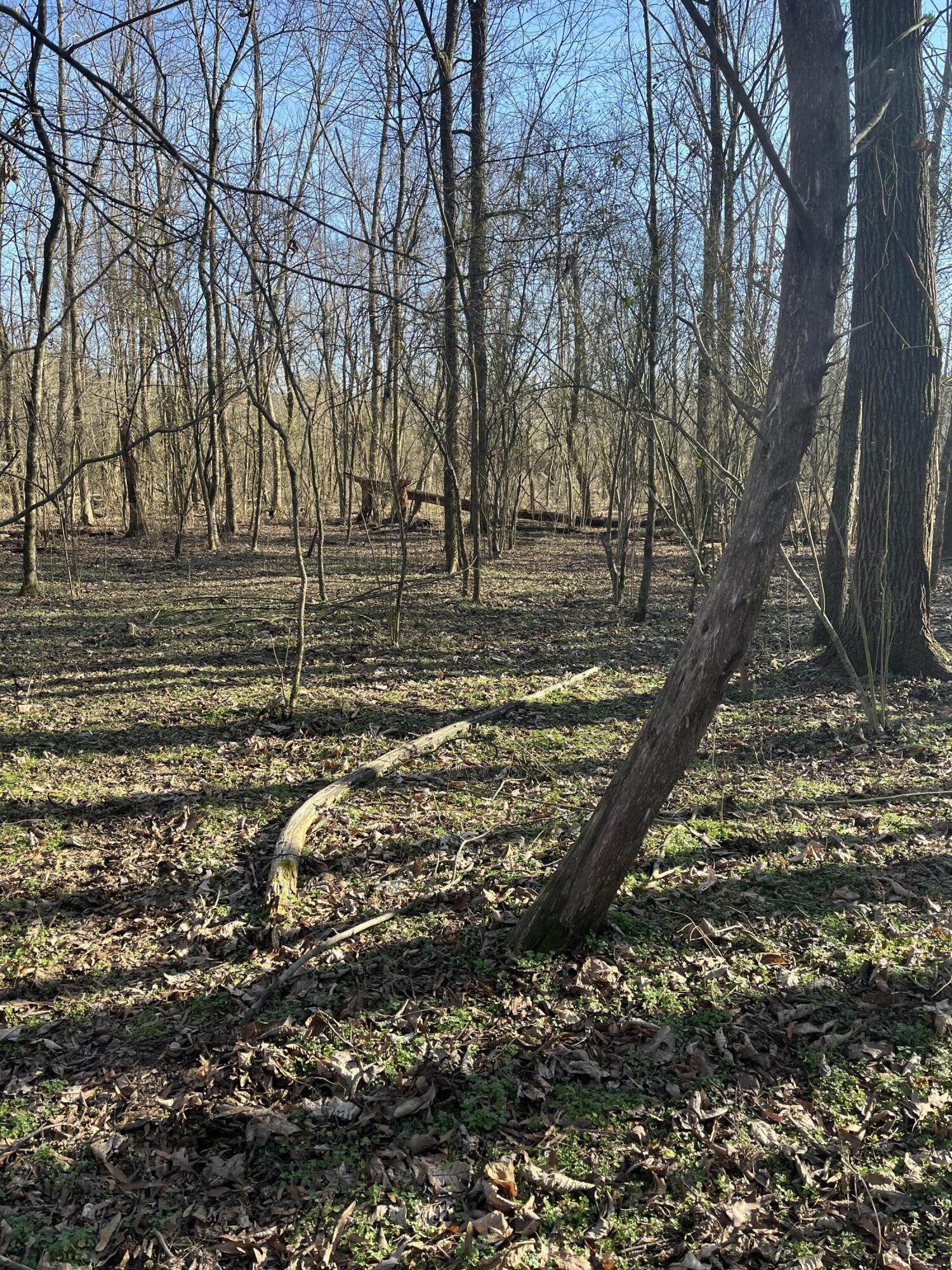 40 Acres Quinton Road, Rocky Face, Georgia image 22