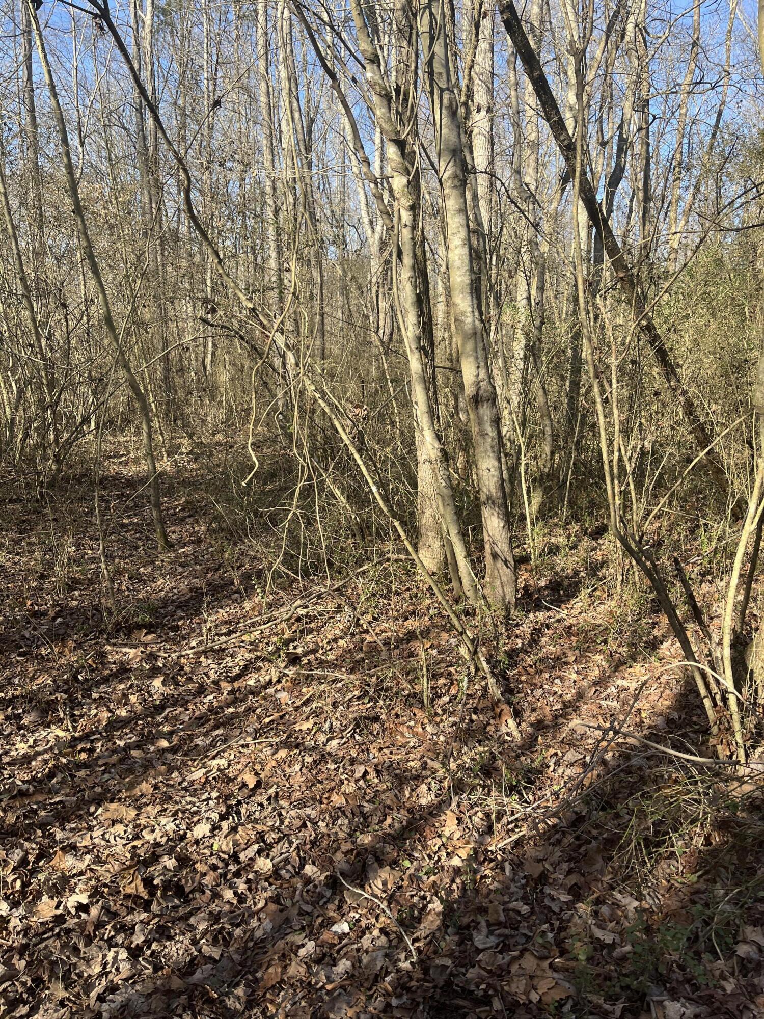 40 Acres Quinton Road, Rocky Face, Georgia image 41
