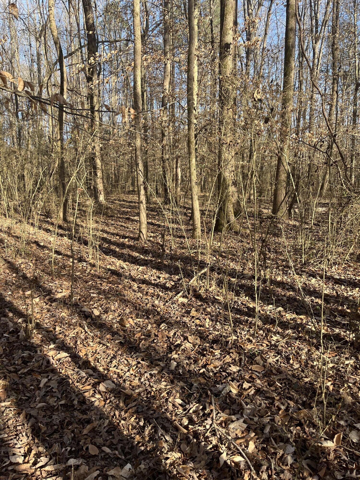 40 Acres Quinton Road, Rocky Face, Georgia image 20