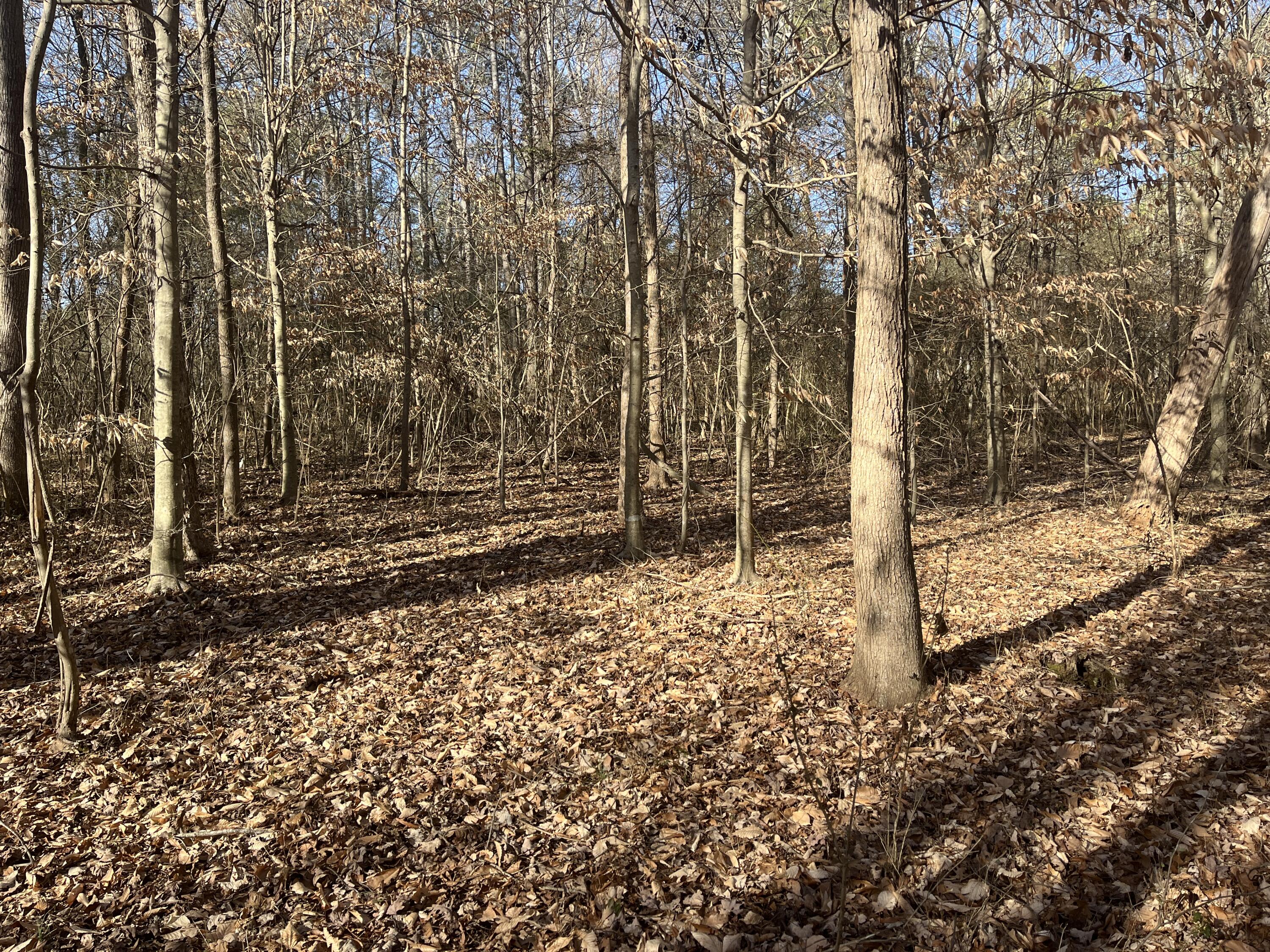 40 Acres Quinton Road, Rocky Face, Georgia image 11