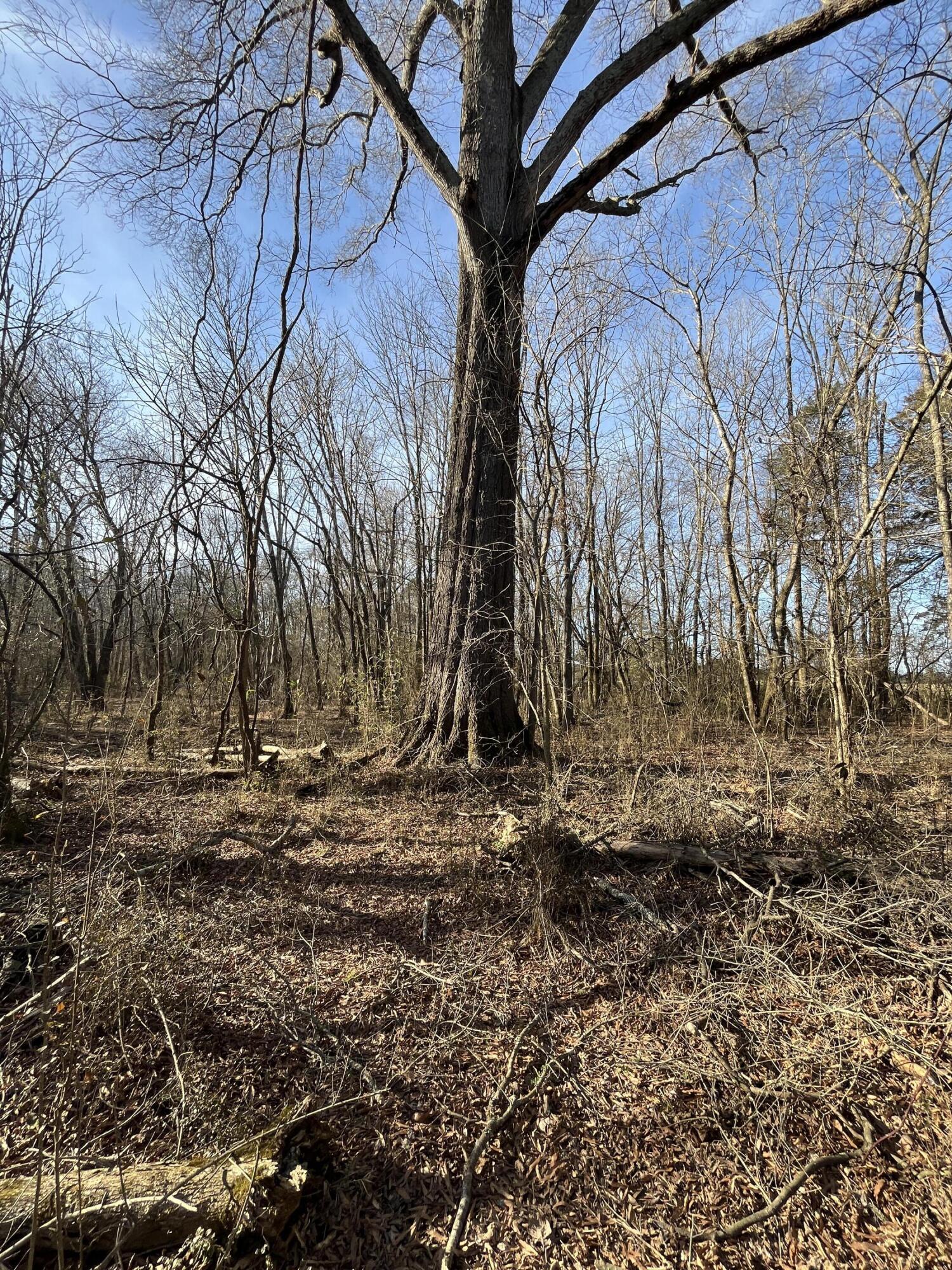 40 Acres Quinton Road, Rocky Face, Georgia image 26