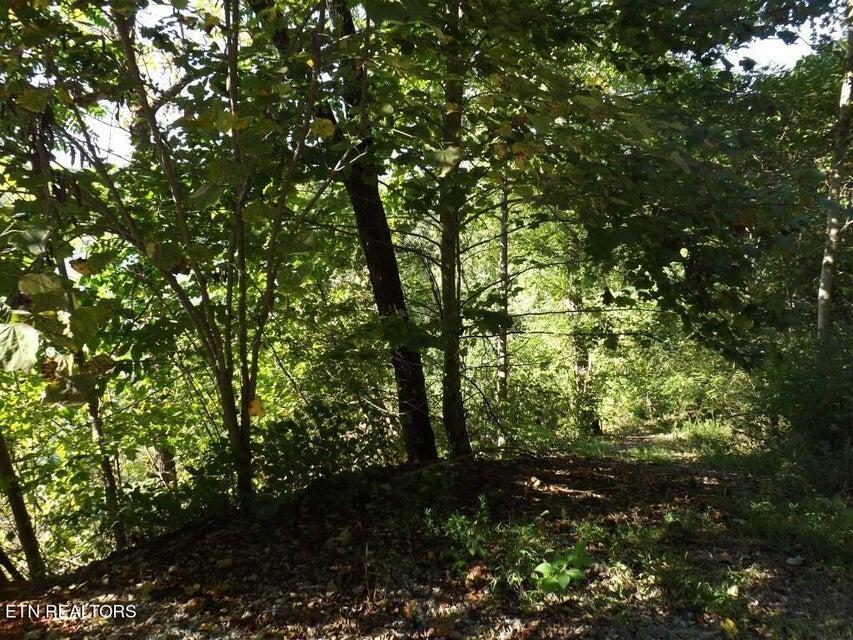 455 Clearwater Drive, Spring City, Tennessee image 17