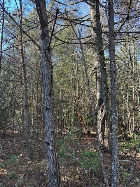 Photo of Tract 5 50th Avenue, Gruetli Laager, TN 37339 (MLS # 1527003)