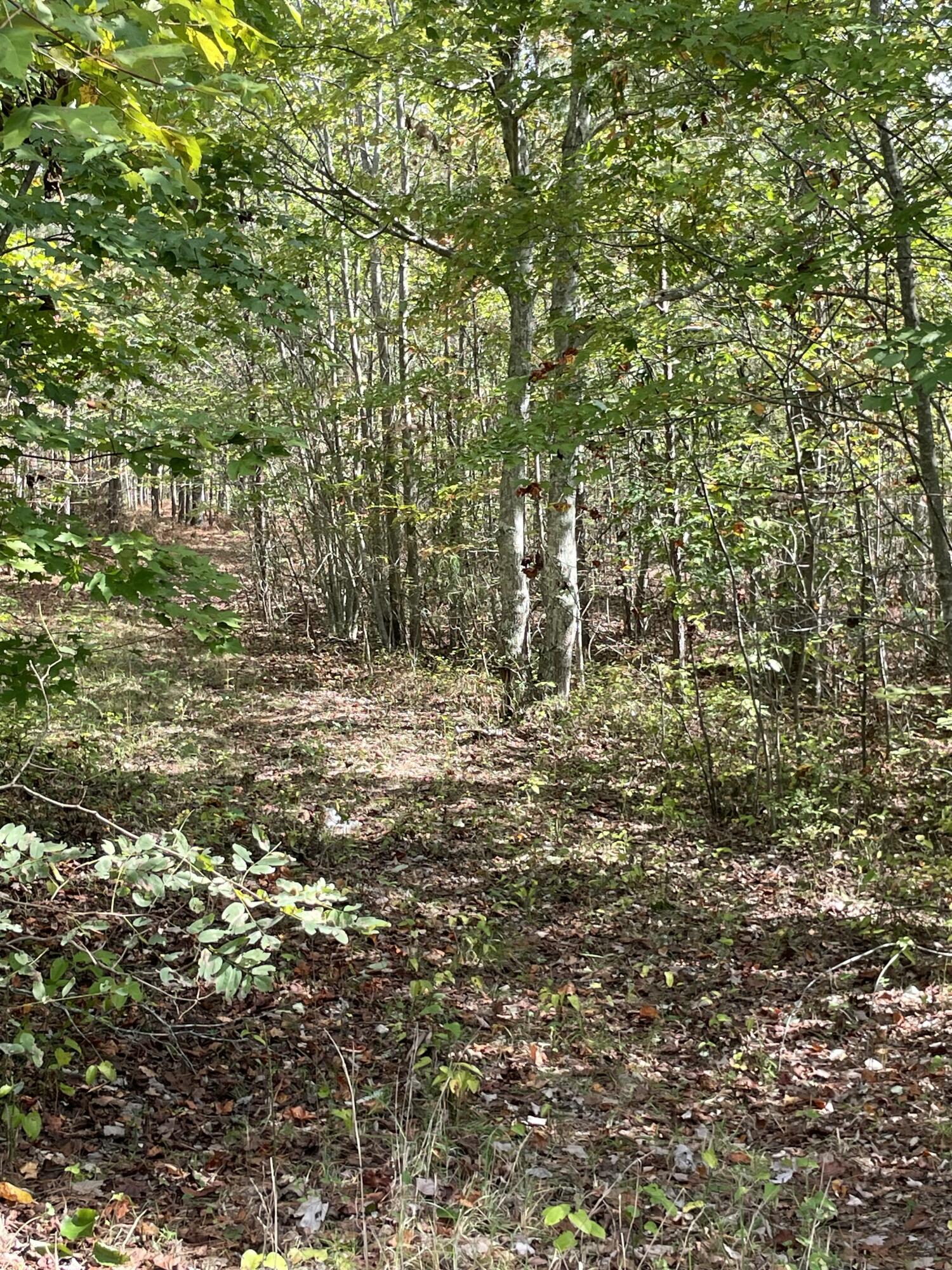 3685 Crockett Point #JF141, Jasper, Tennessee image 3