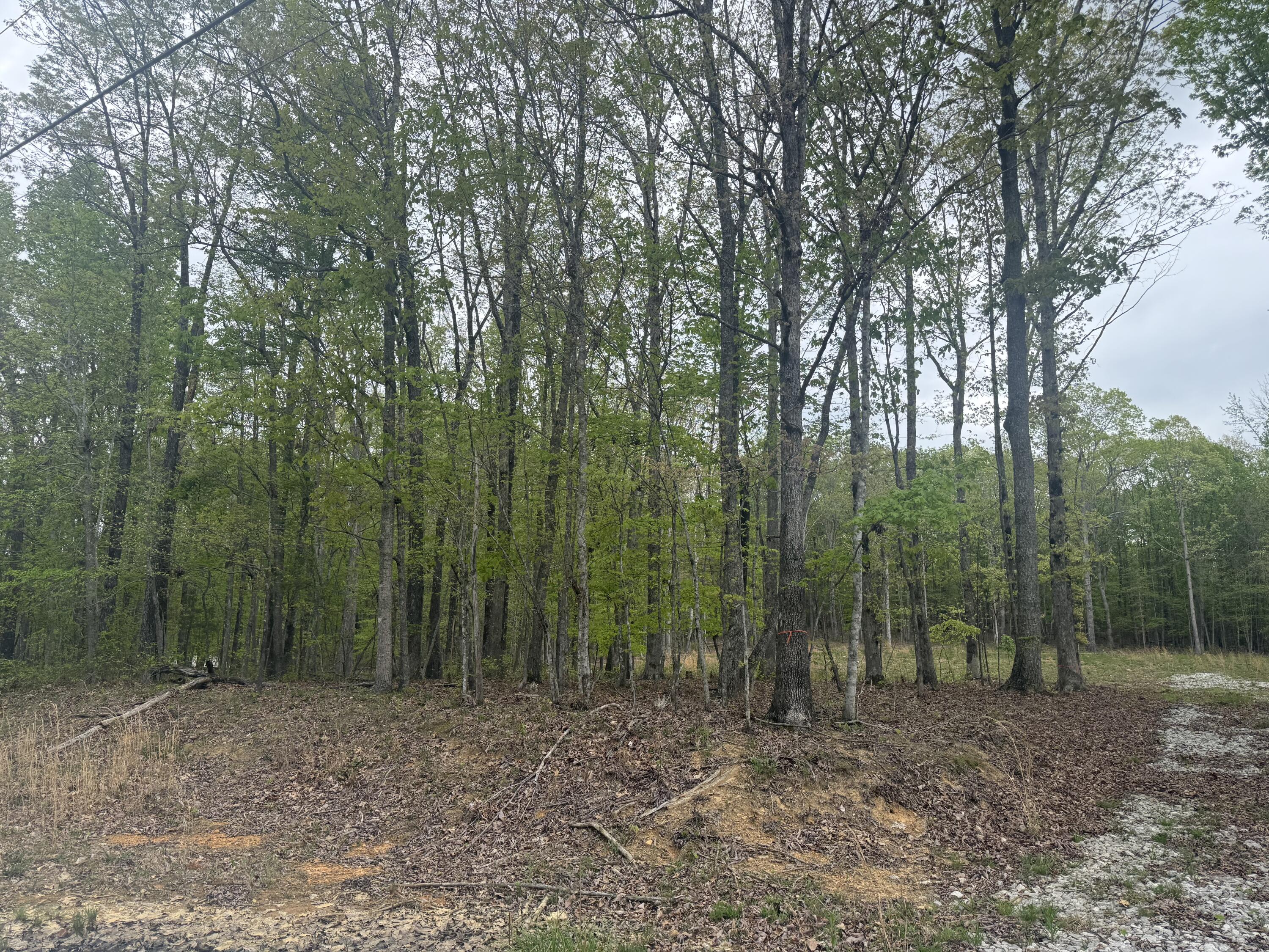 Deer Wood Drive #LOT 14, Sewanee, Tennessee image 9
