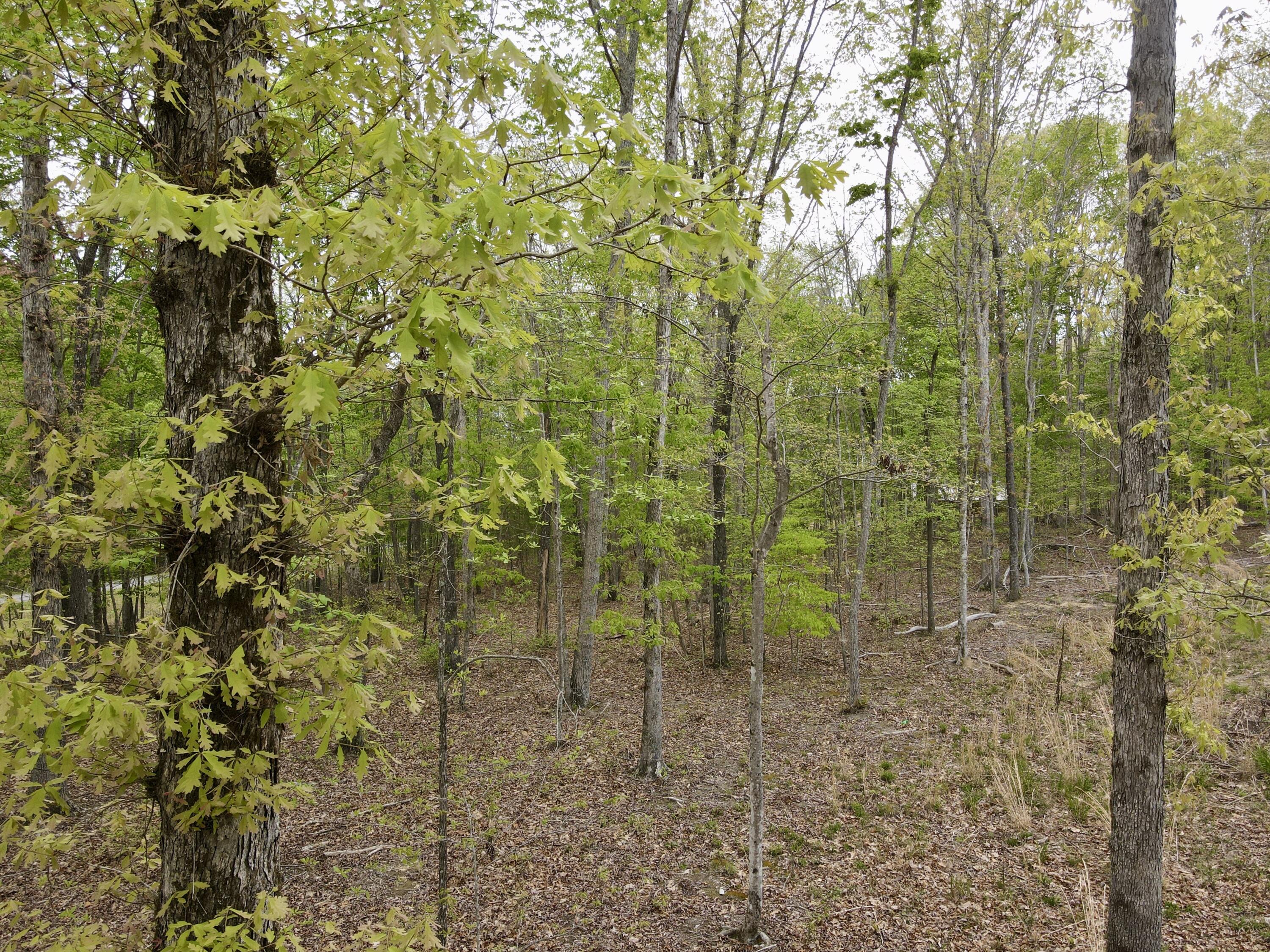 Deer Wood Drive #LOT 14, Sewanee, Tennessee image 17