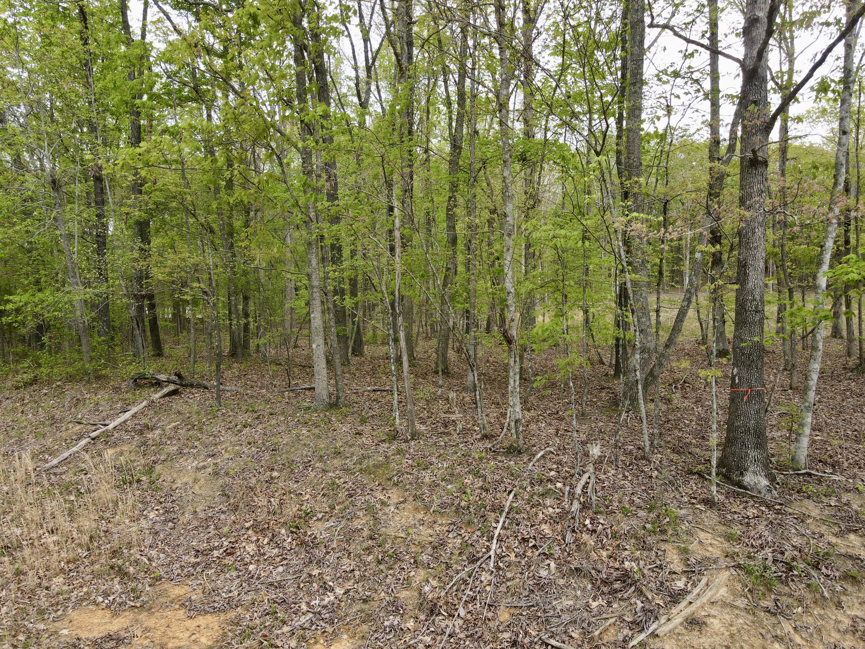 Deer Wood Drive #LOT 14, Sewanee, Tennessee image 14