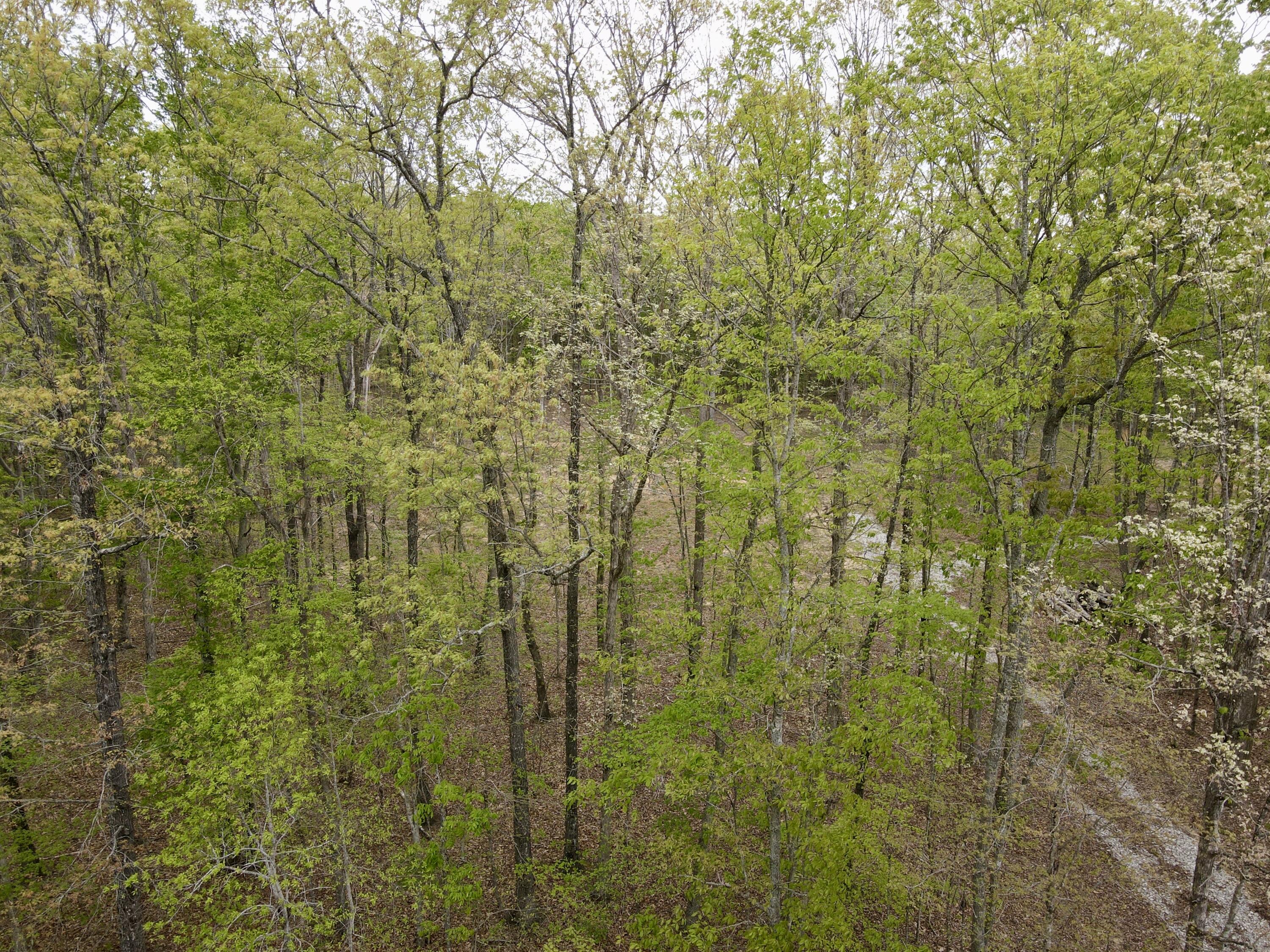 Deer Wood Drive #LOT 14, Sewanee, Tennessee image 48