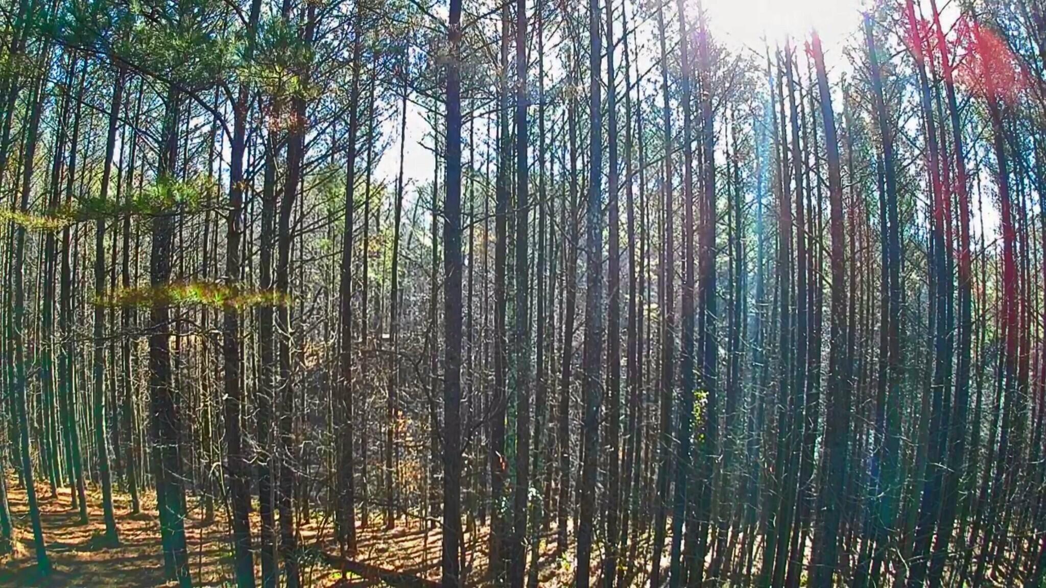 Black Bear Ridge Road, Ellijay, Georgia image 4