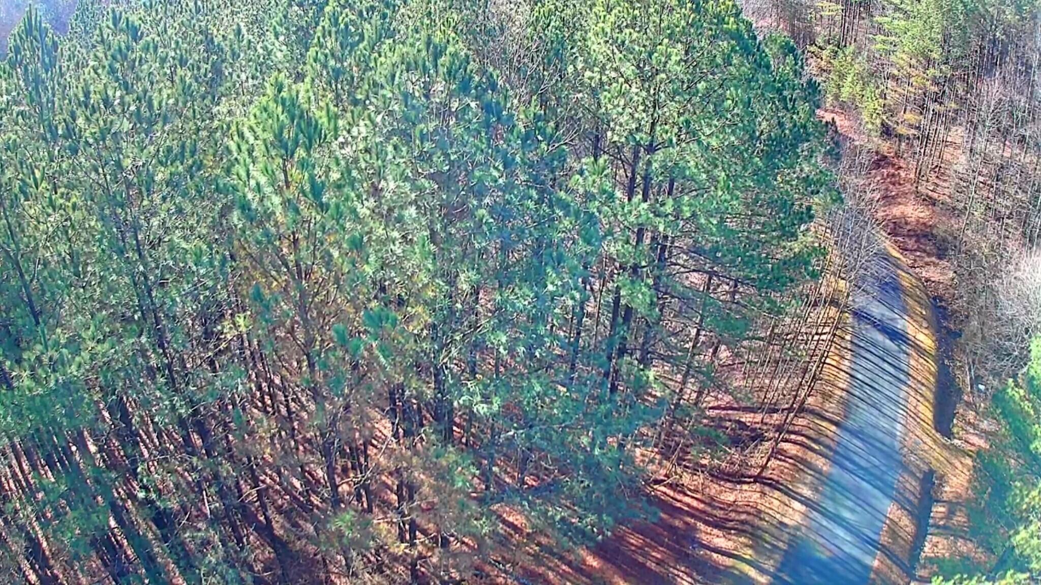Black Bear Ridge Road, Ellijay, Georgia image 6