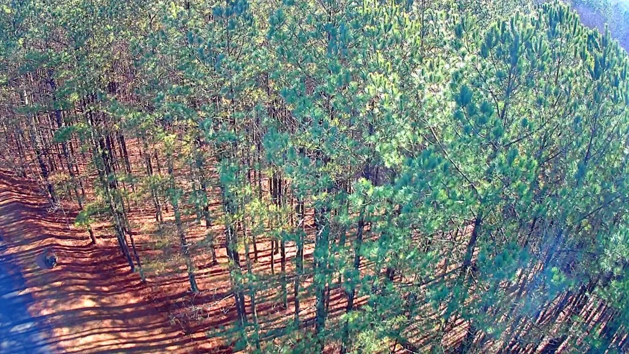 Black Bear Ridge Road, Ellijay, Georgia image 8