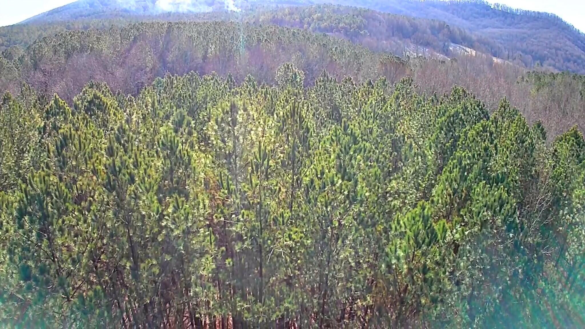 Black Bear Ridge Road, Ellijay, Georgia image 3