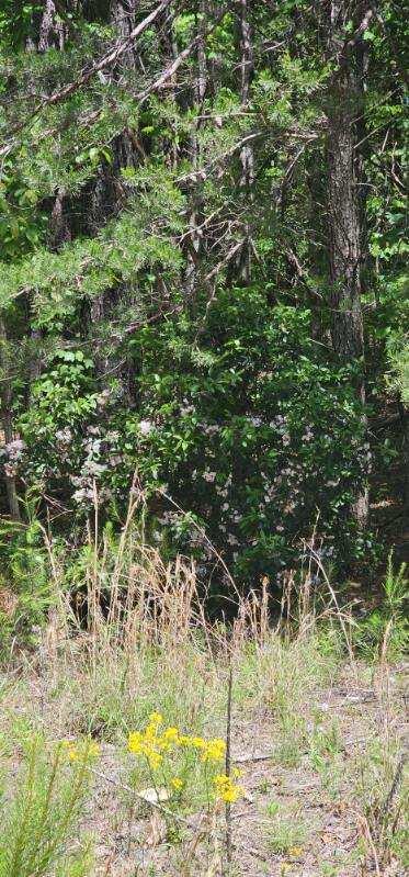Sunset Rd #533, Spencer, Tennessee image 6