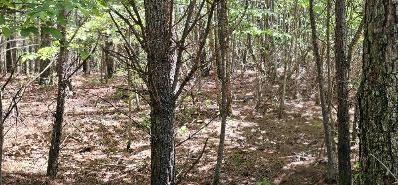 Sunset Rd #533, Spencer, Tennessee image 5
