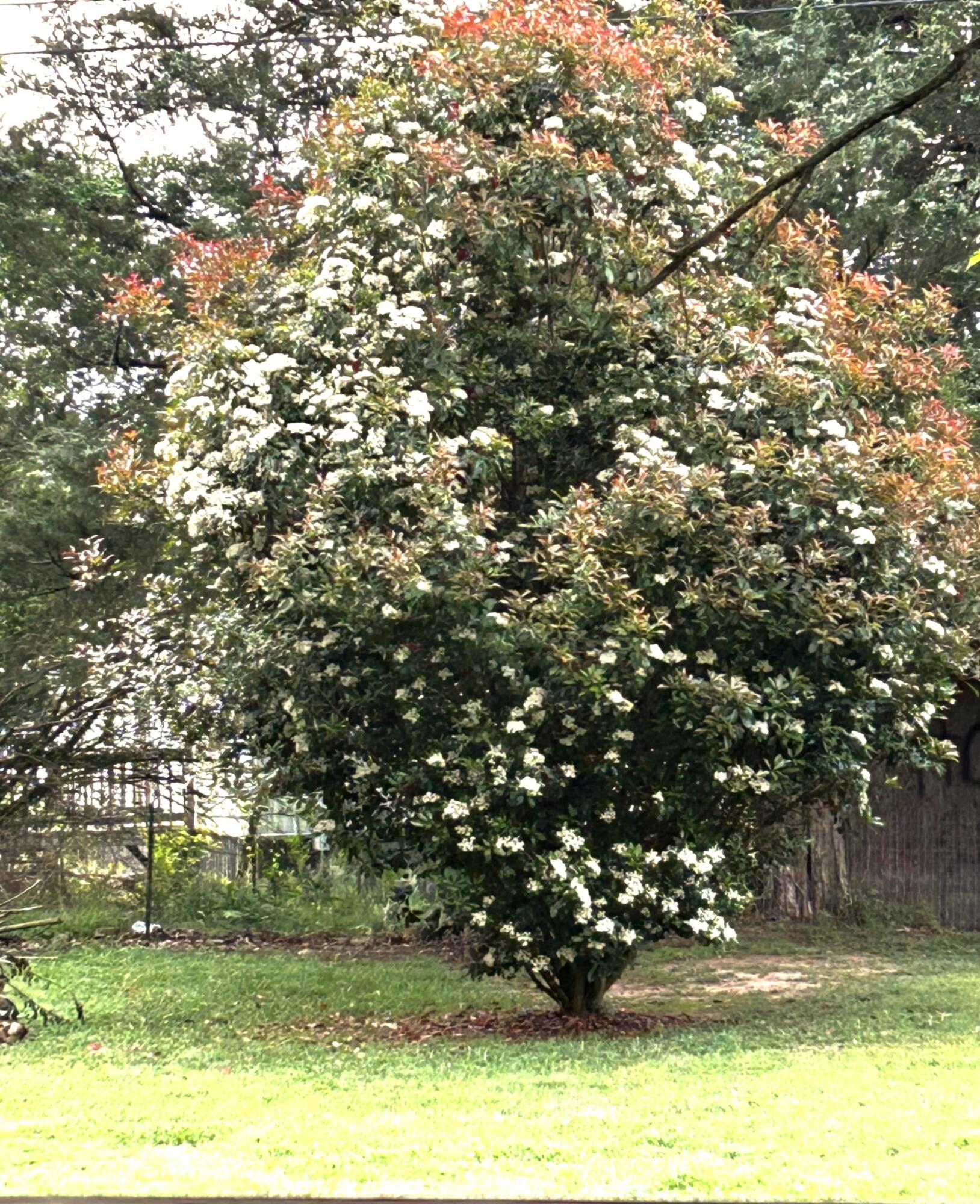 124 Cline Circle, Dunlap, Tennessee image 3