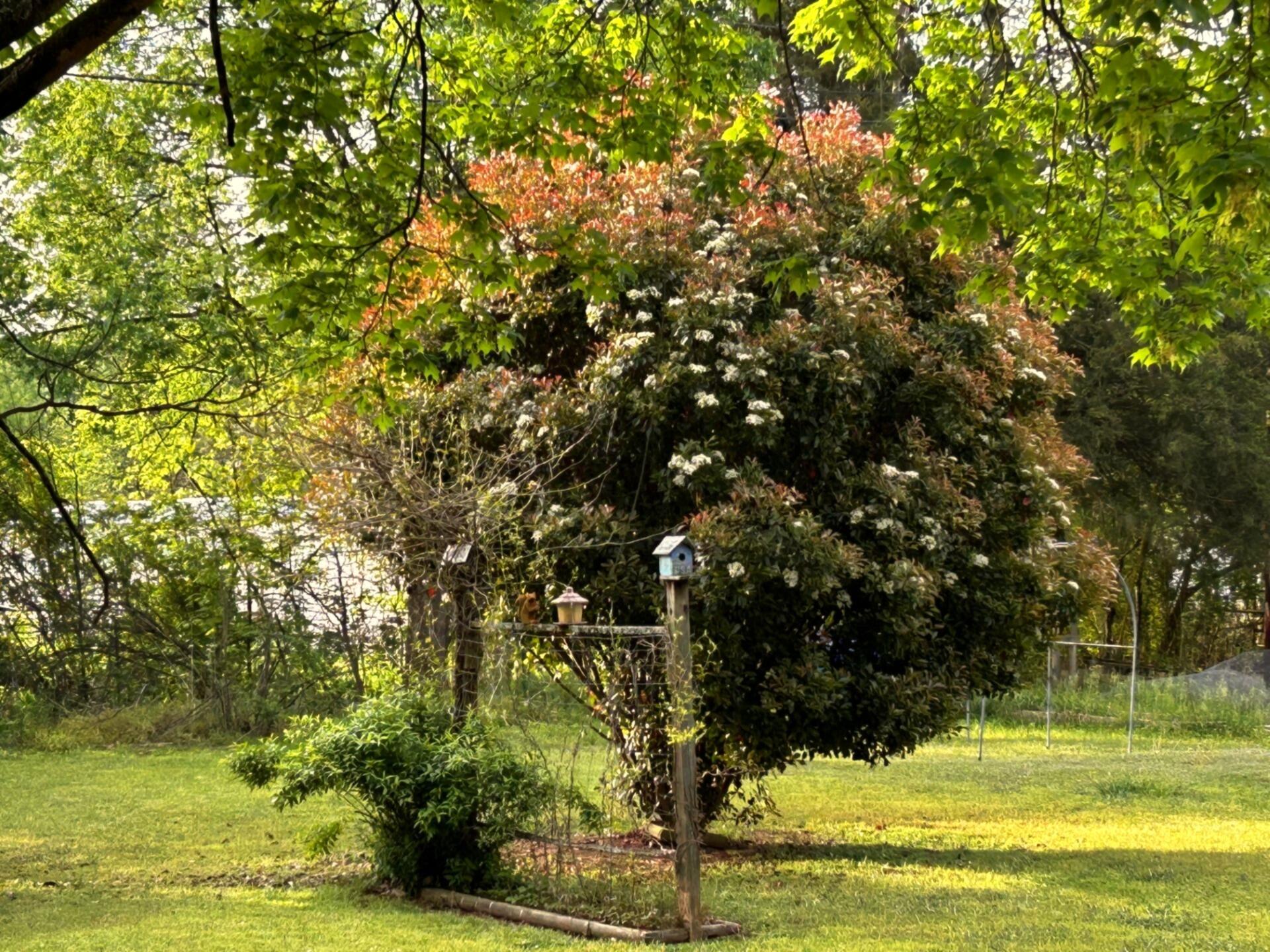 124 Cline Circle, Dunlap, Tennessee image 4