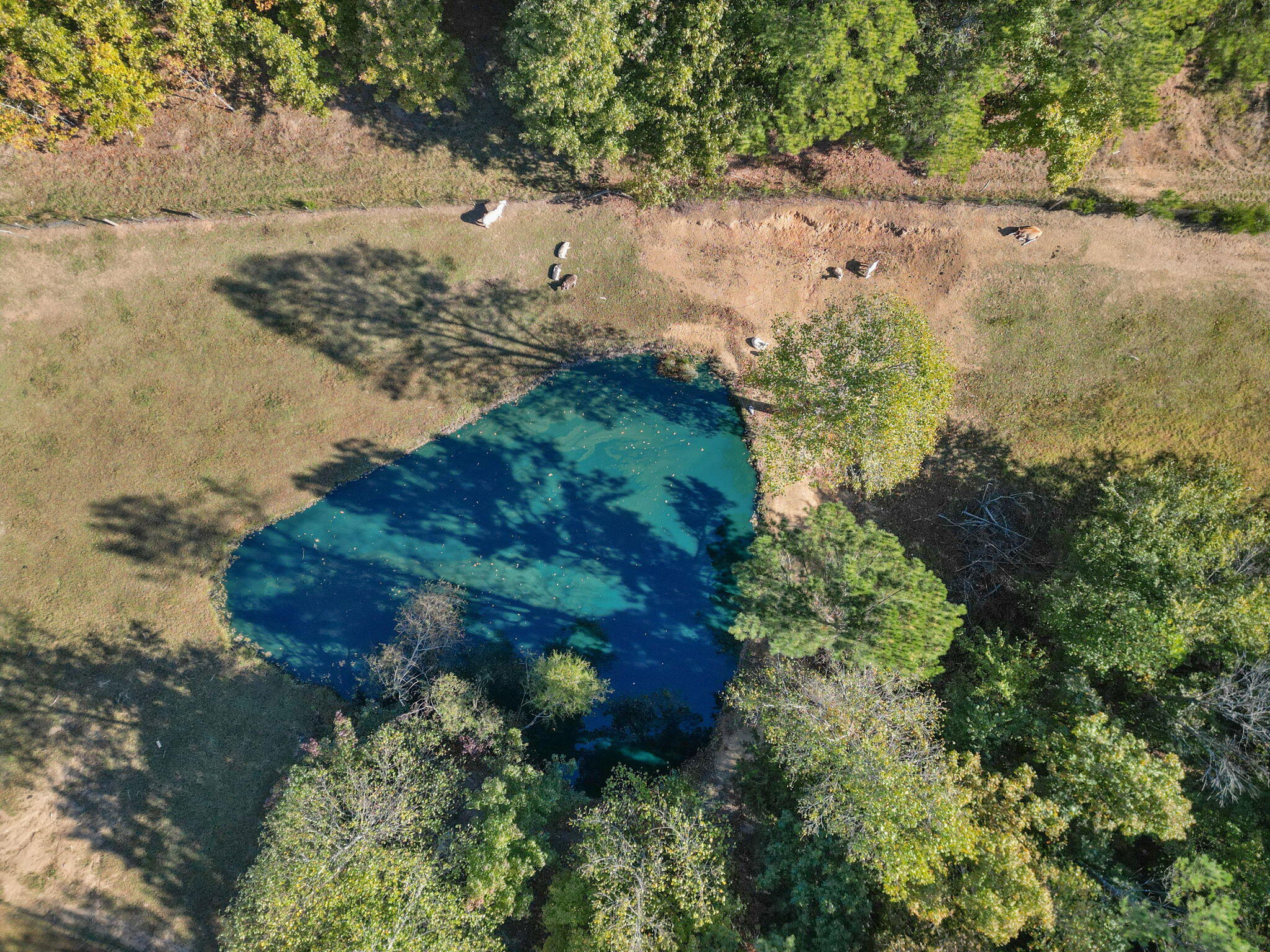 310 Moore Road, Charleston, Tennessee image 3
