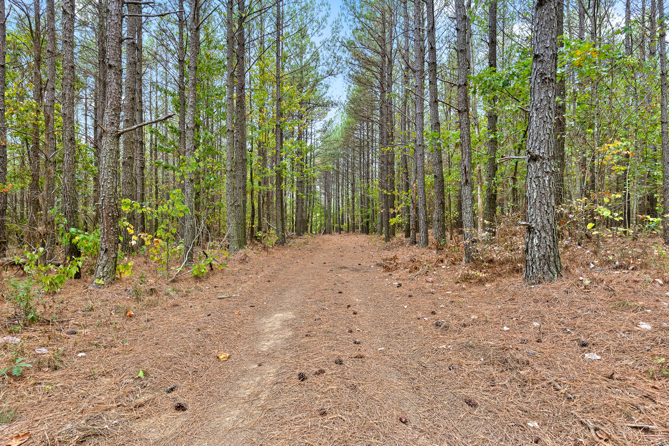 Brayton (bardominium) Road, Graysville, Tennessee image 39