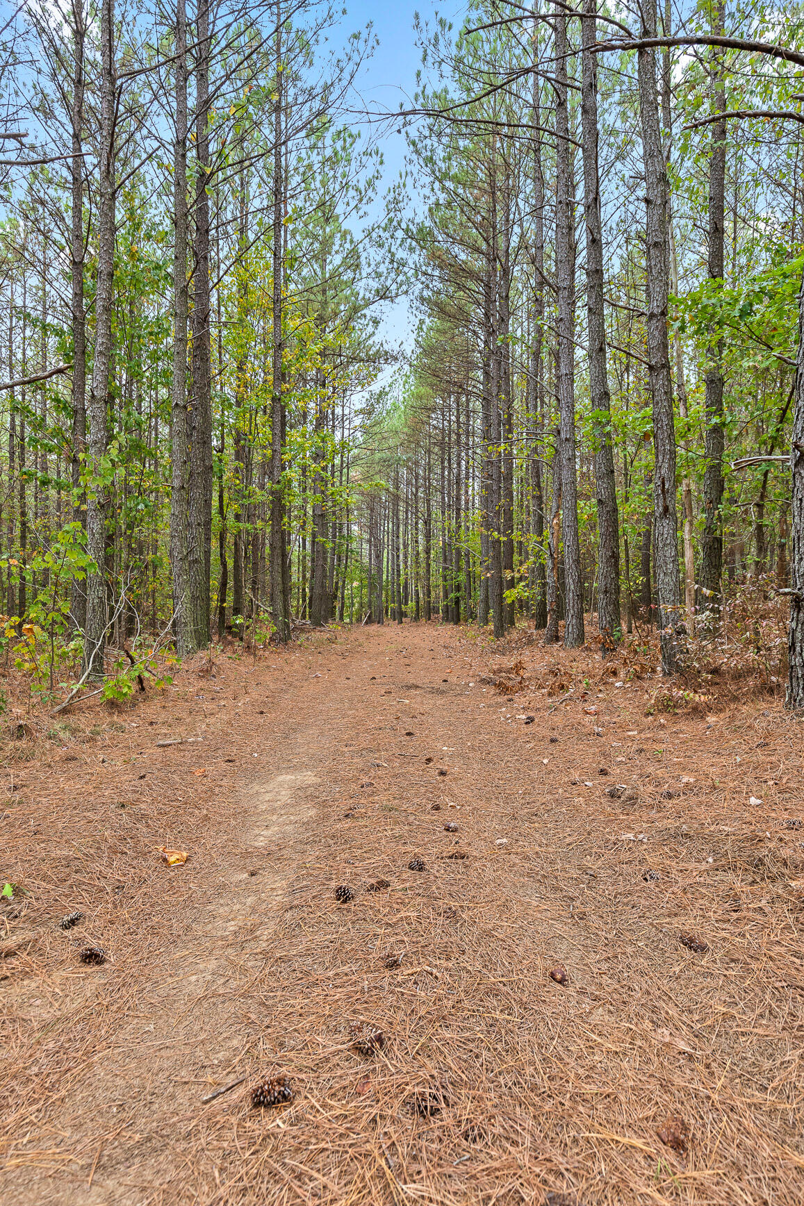 Brayton (bardominium) Road, Graysville, Tennessee image 41