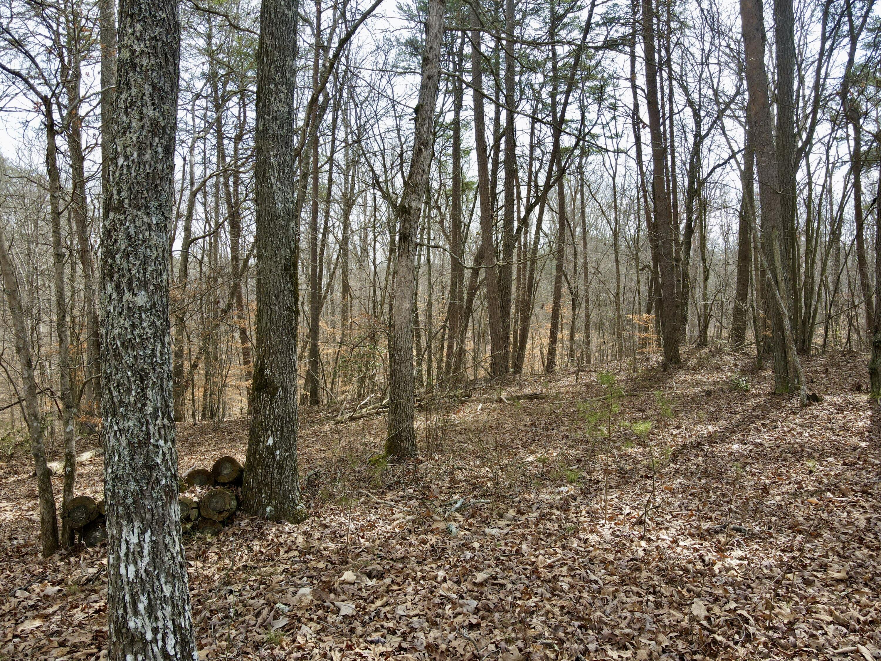 510 John Richardson Road, Beersheba Springs, Tennessee image 47