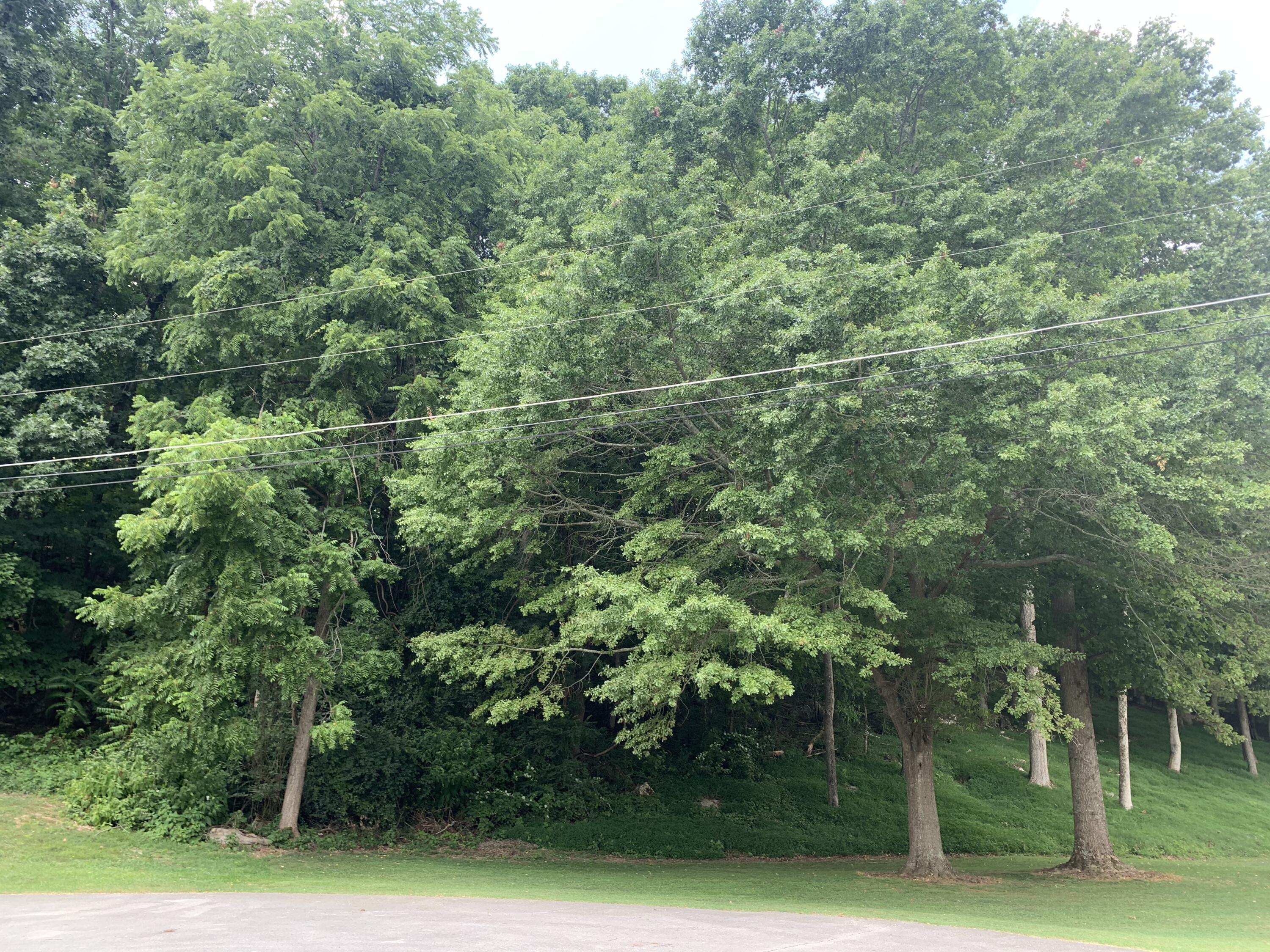 Russell Street #LOT 41, Jasper, Tennessee image 3