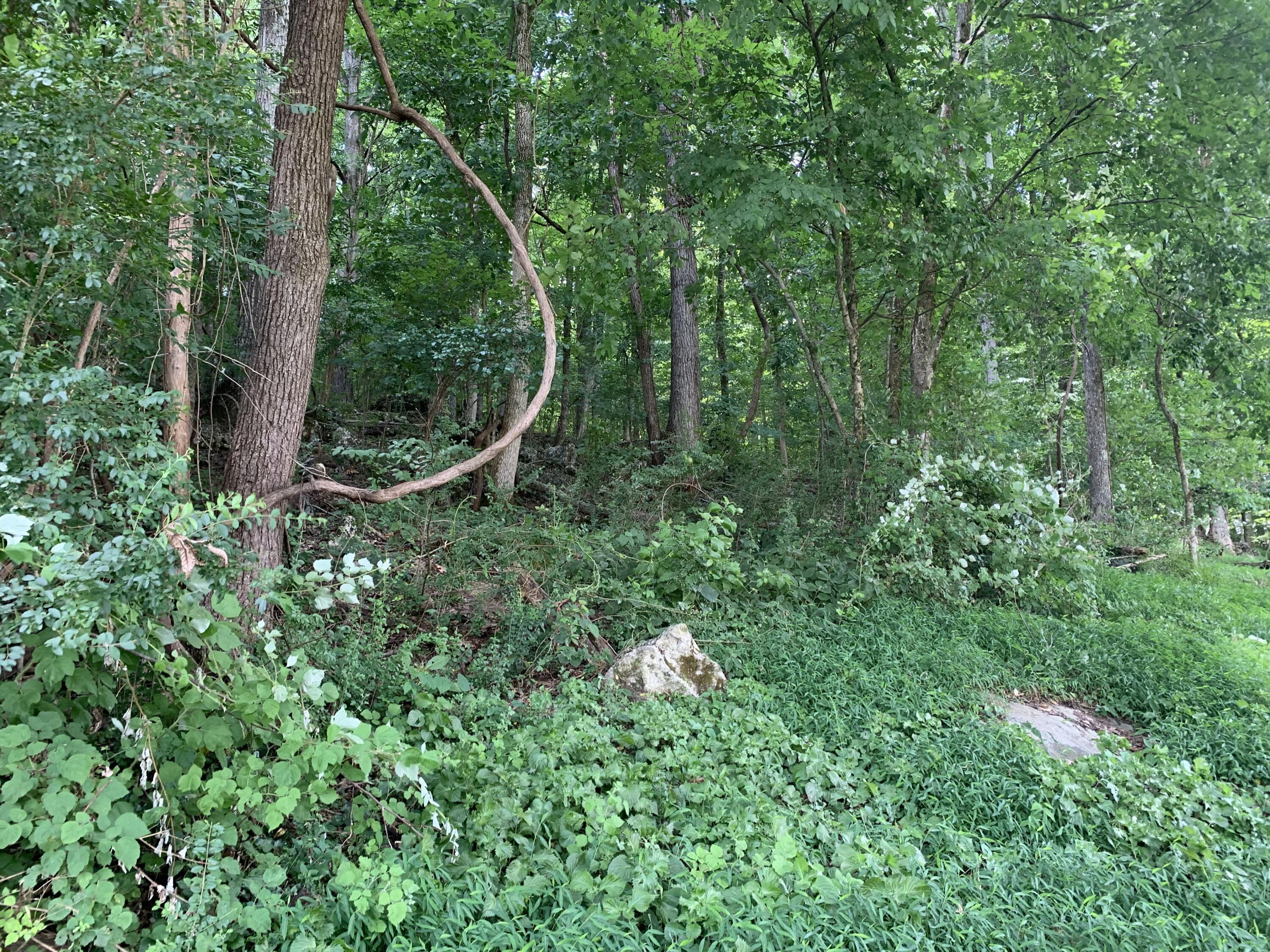 Russell Street #LOT 41, Jasper, Tennessee image 4
