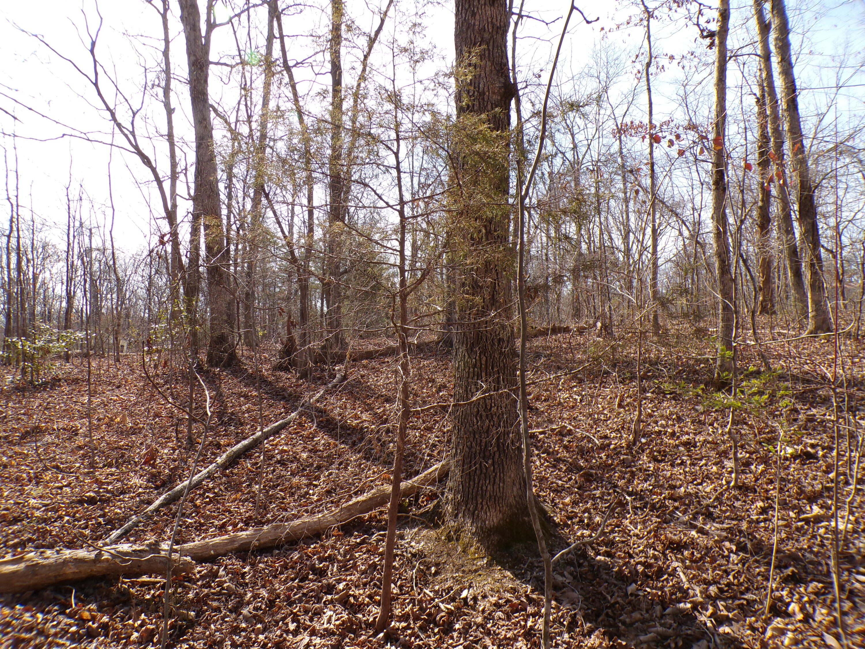 Timothy Drive #235, Crossville, Tennessee image 18