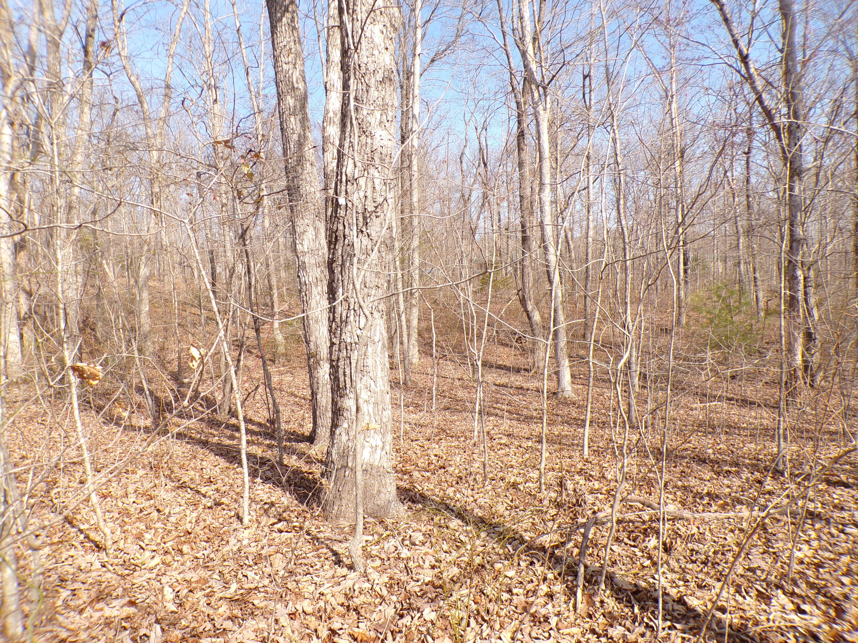 Timothy Drive #235, Crossville, Tennessee image 6