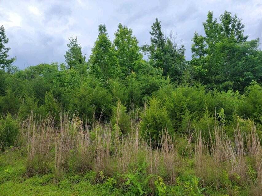 2220 Ruritan Road, Harriman, Tennessee image 4