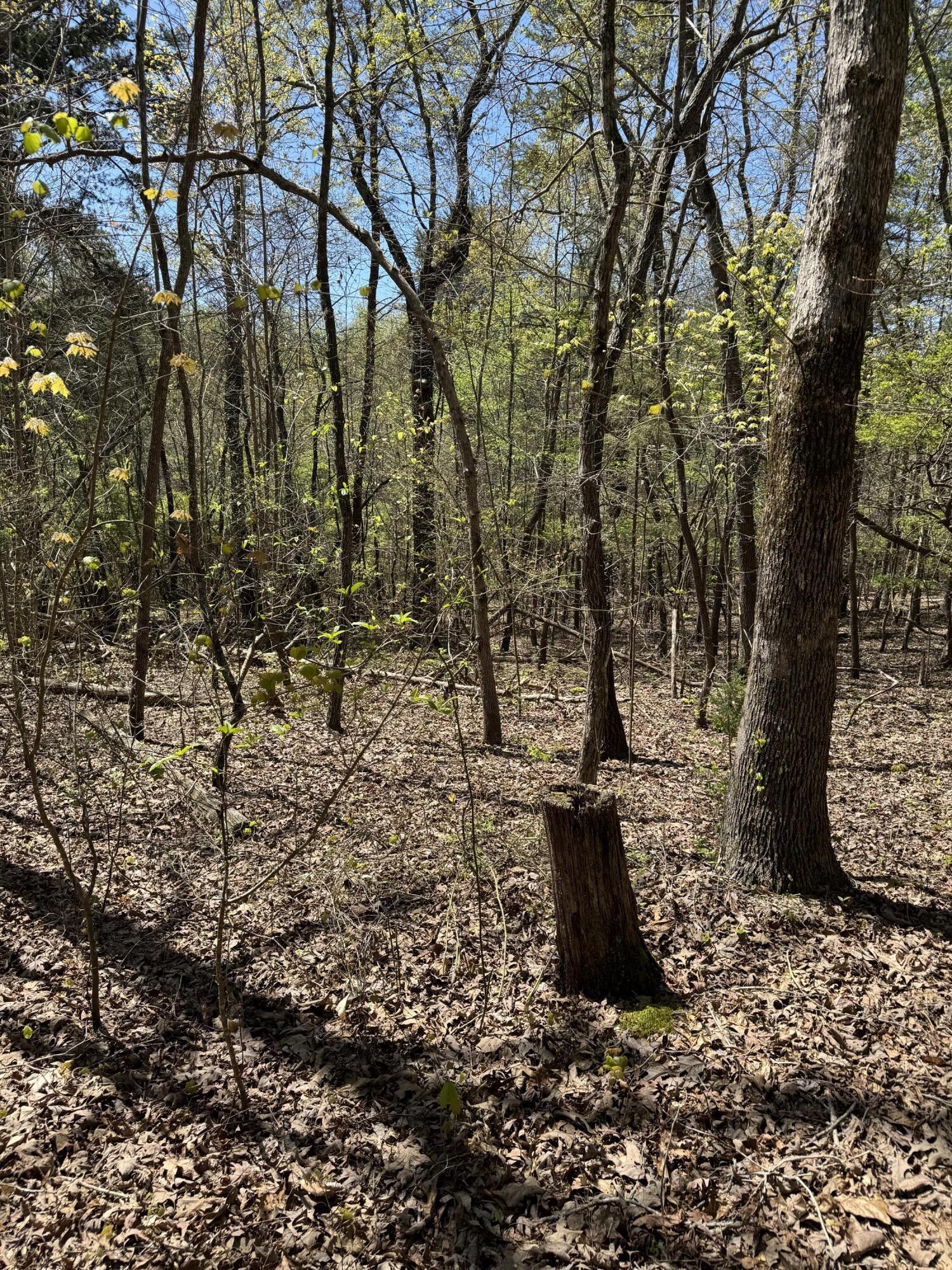 4 Hidden Ridge Loop, Dunlap, Tennessee image 5