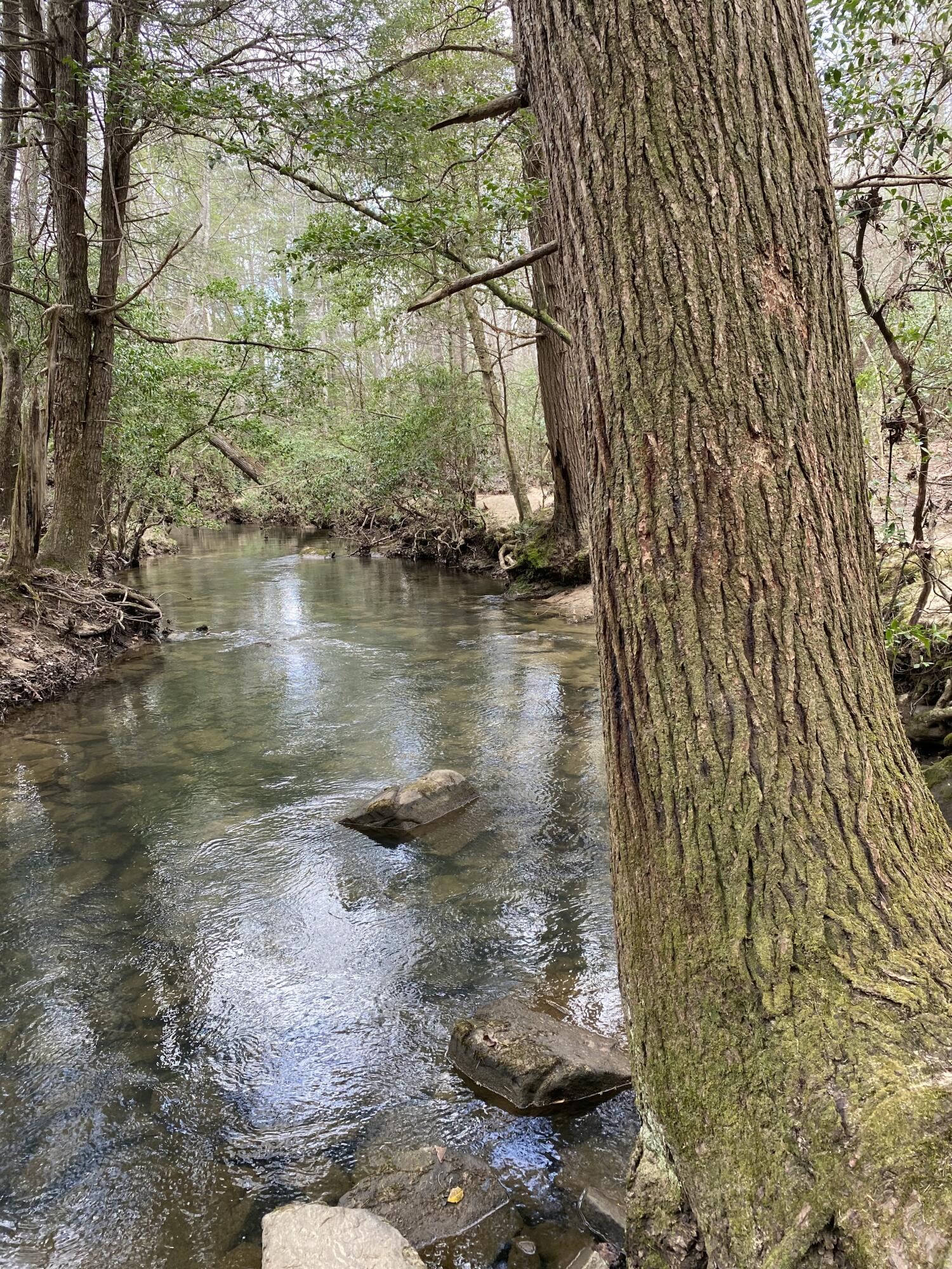 Lone Wolf Trail #4, Spencer, Tennessee image 4