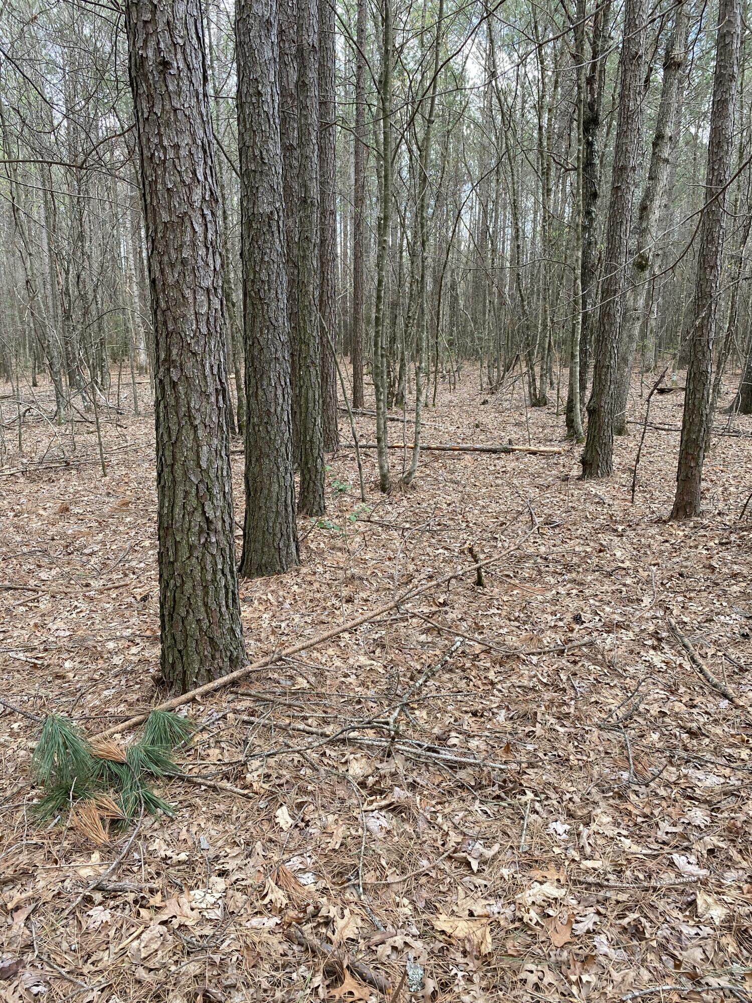 Lone Wolf Trail #4, Spencer, Tennessee image 28