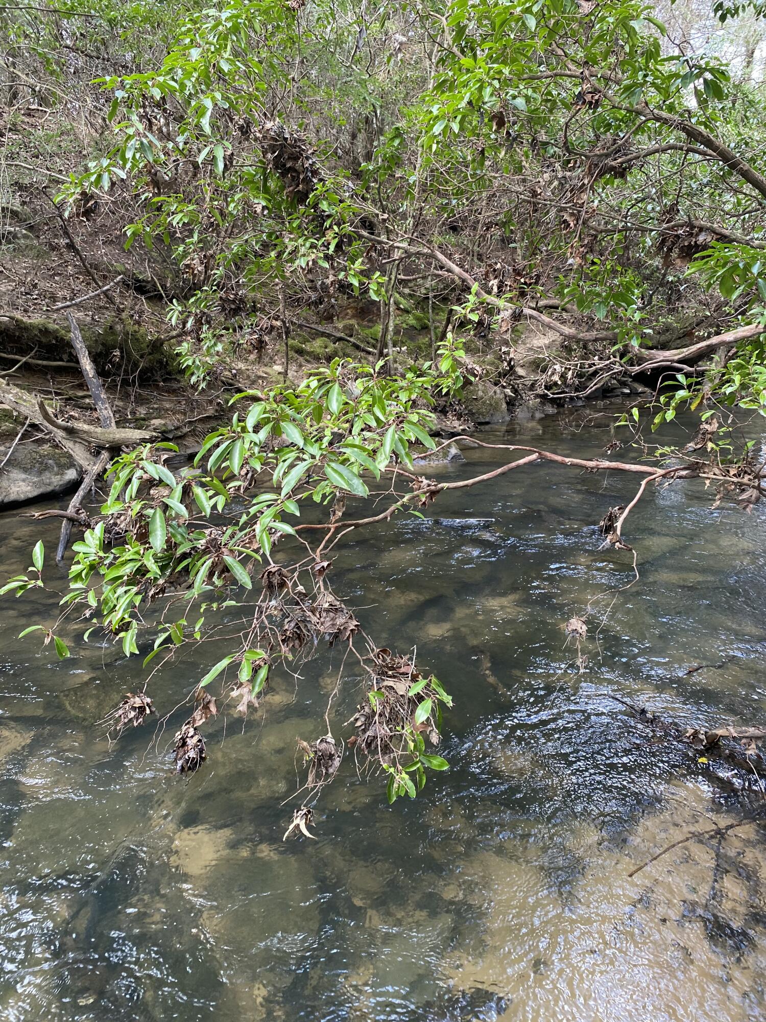 Lone Wolf Trail #4, Spencer, Tennessee image 12