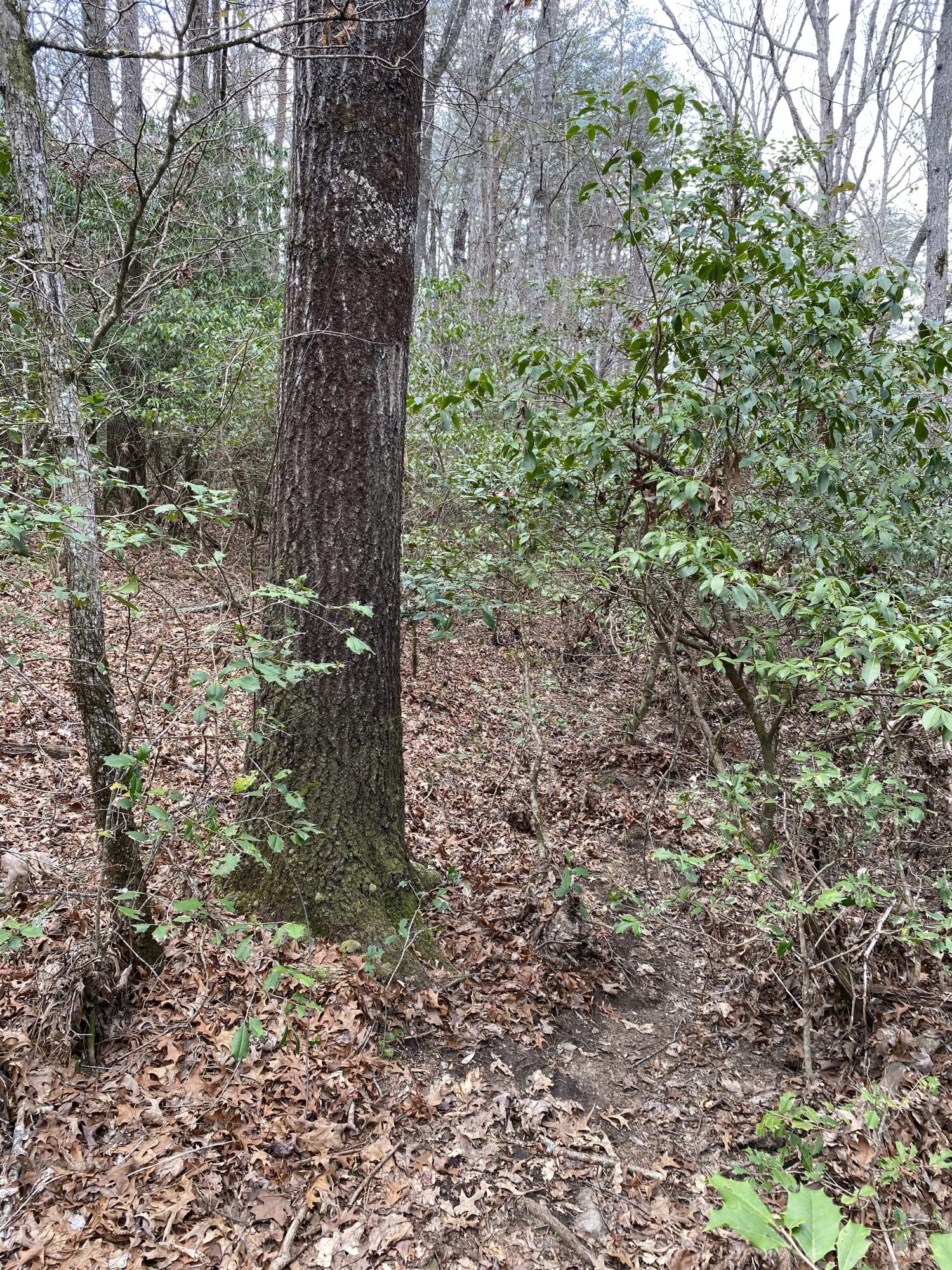Lone Wolf Trail #4, Spencer, Tennessee image 13