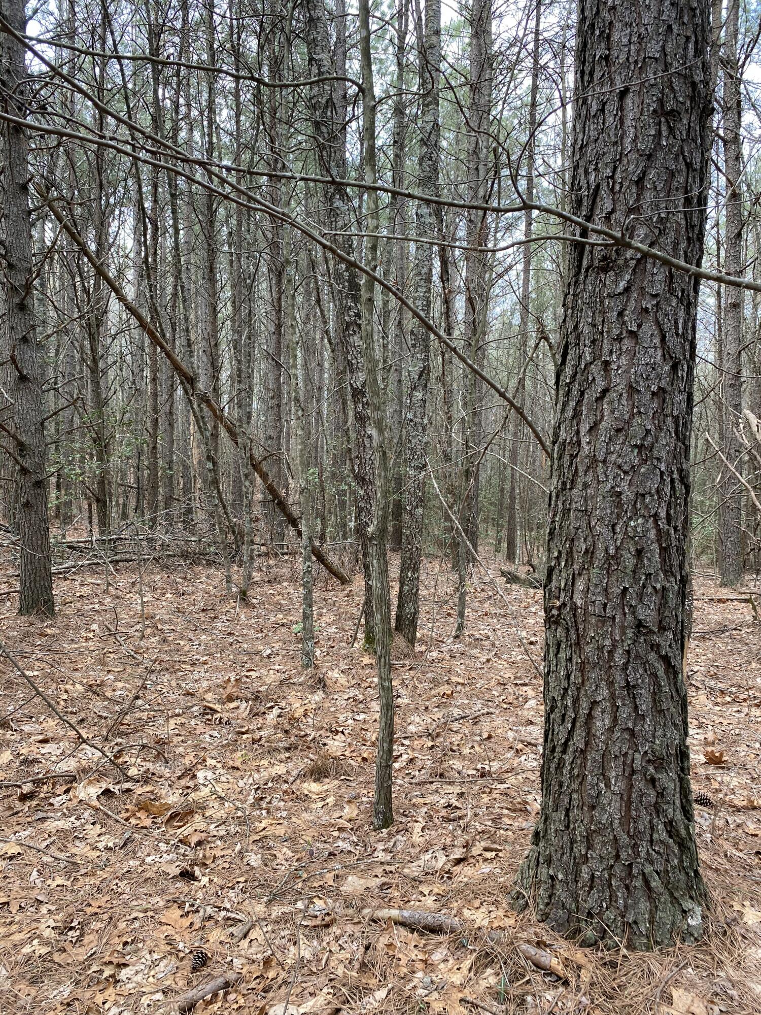 Lone Wolf Trail #4, Spencer, Tennessee image 27